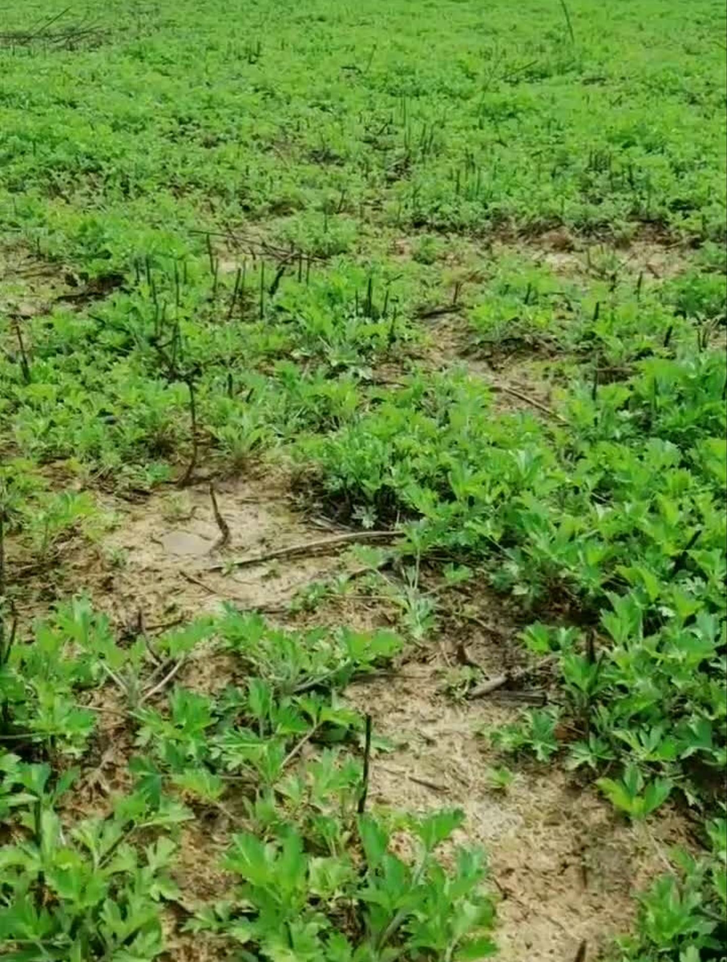 艾草刚发芽的图片图片