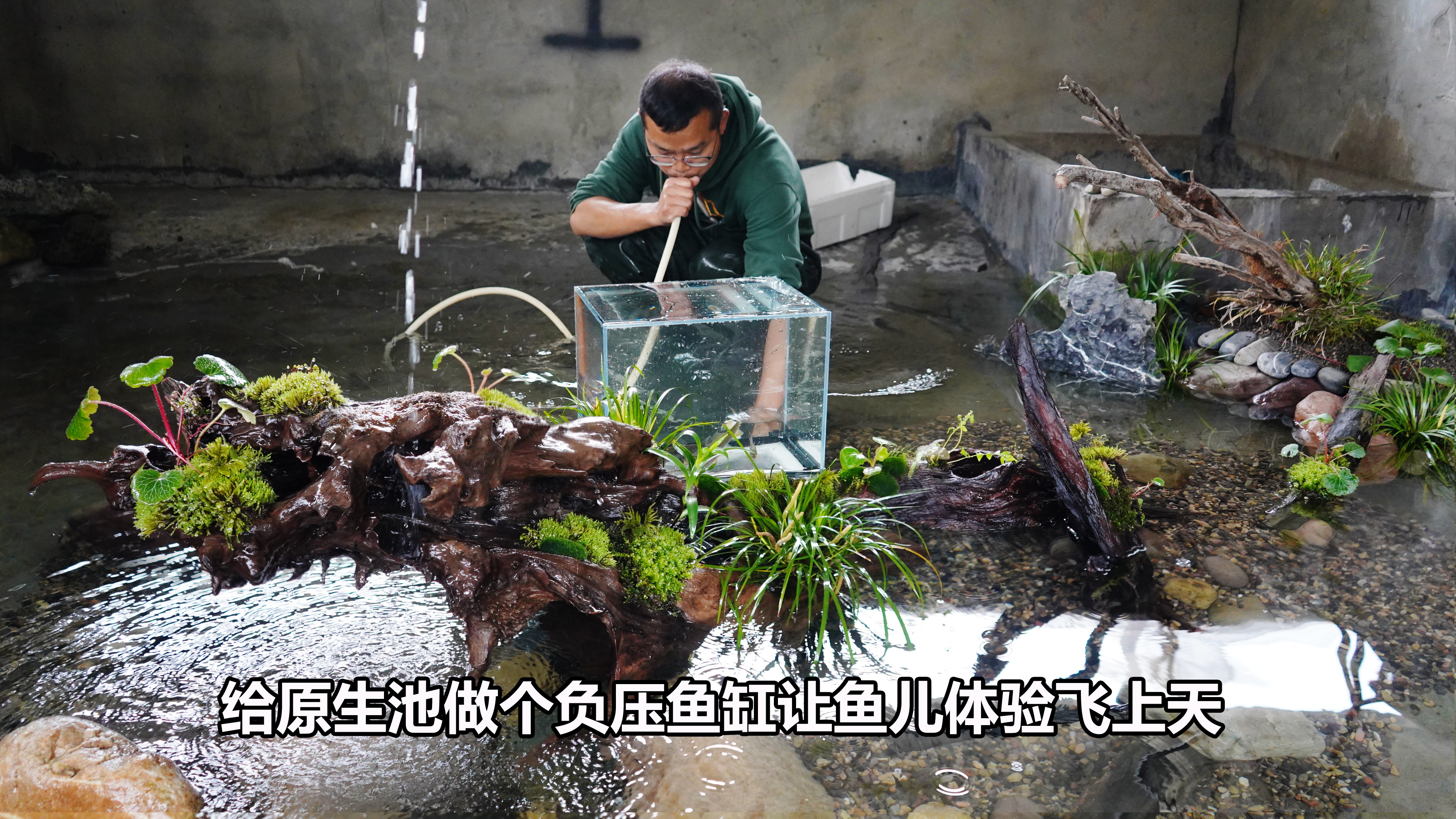 给枯木原生池做个负压鱼缸,让冷水鱼也体验飞天的感觉