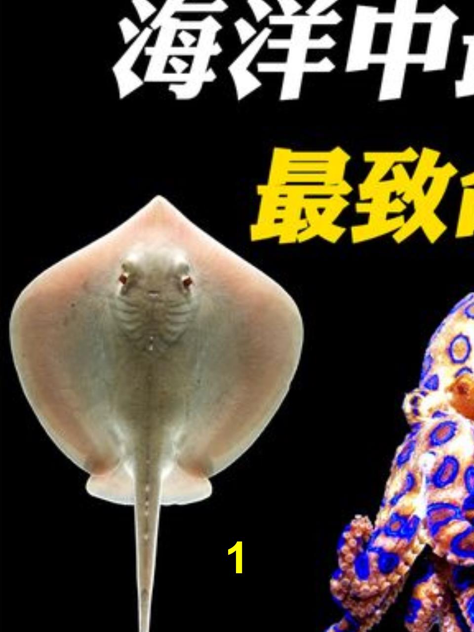 10大恐怖海洋生物排名