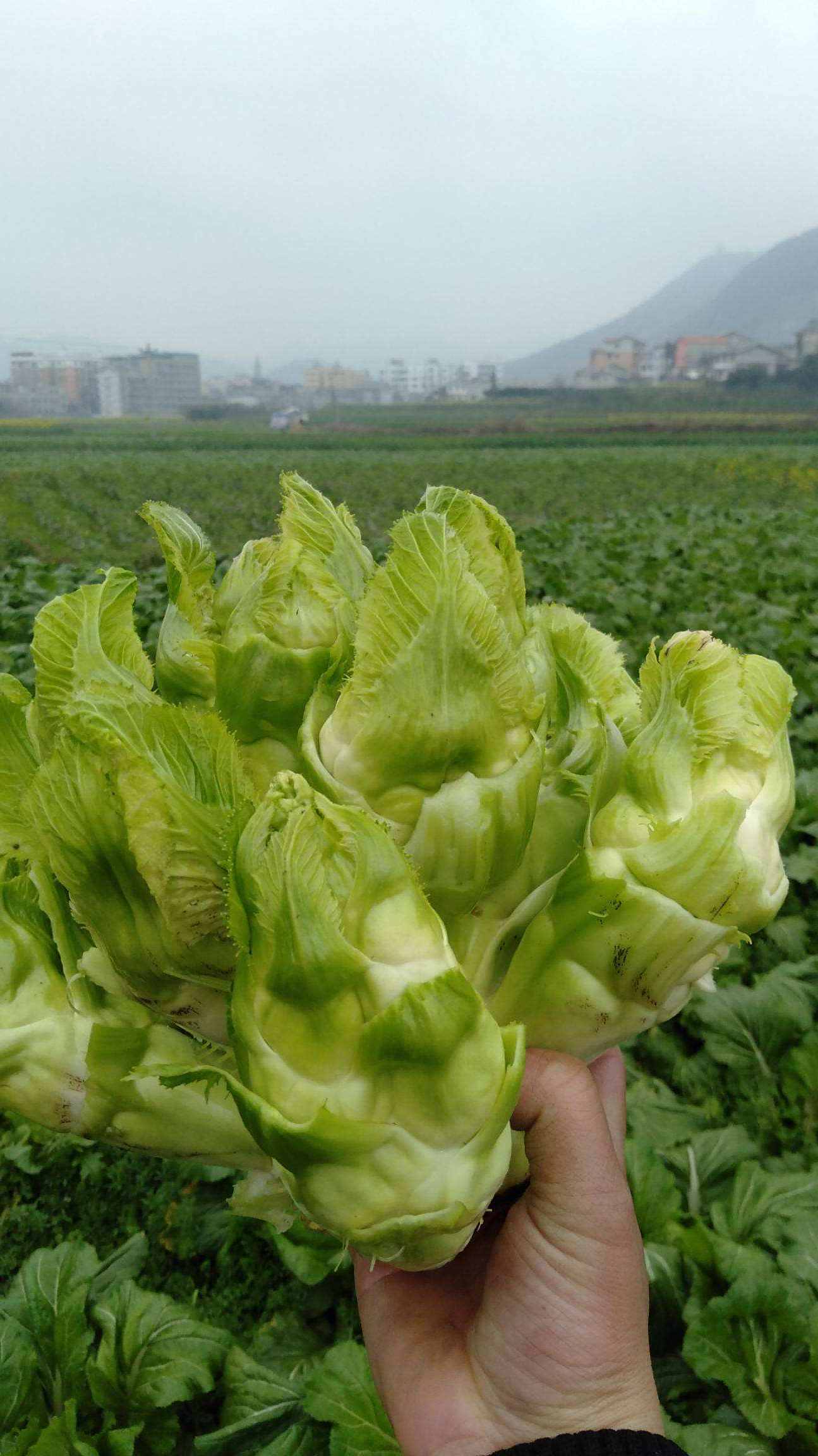 儿菜是什么菜,第一次见