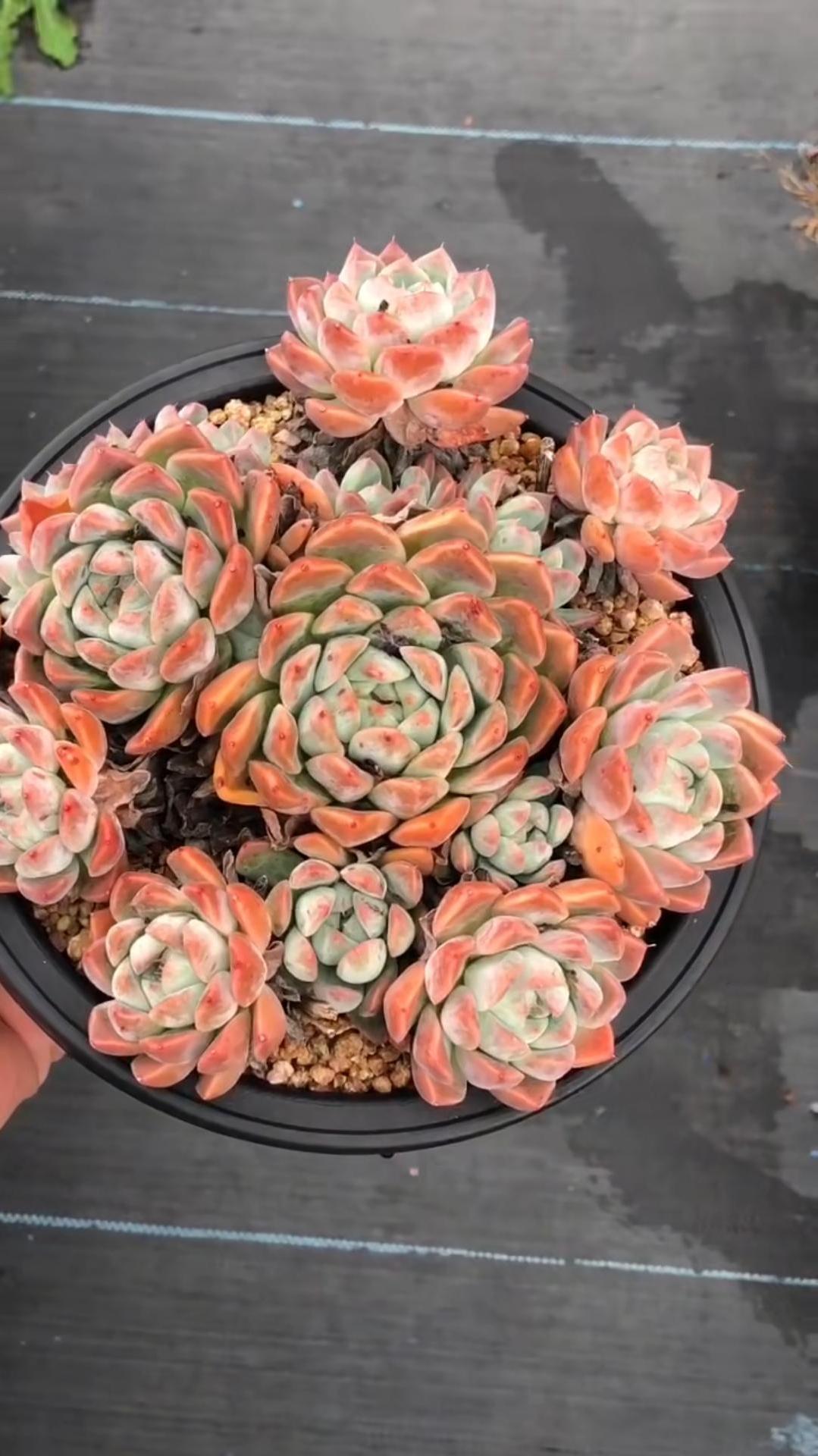 阿尔巴佳人,多肉植物,一天一个小认识