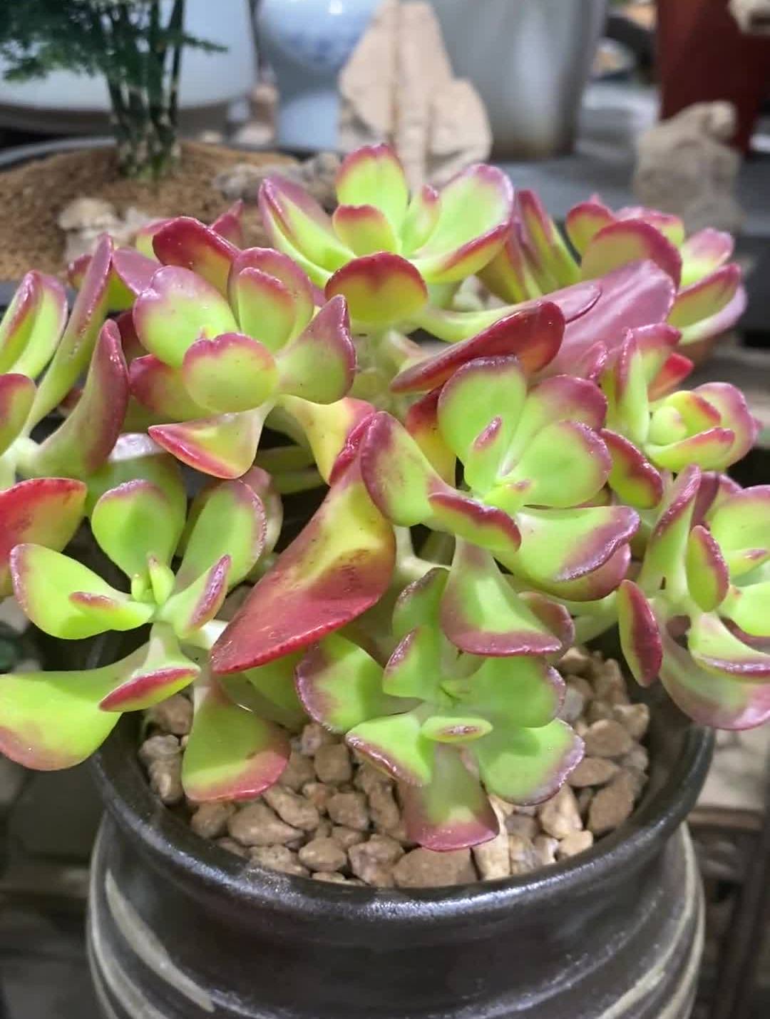 姬红花月多肉——老花匠的日常