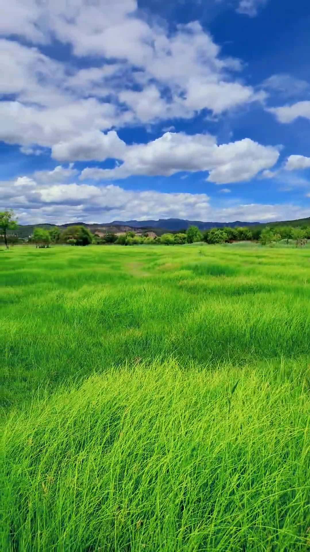 所有的美好都会不期而遇……治愈系风景蓝天白云绿草地