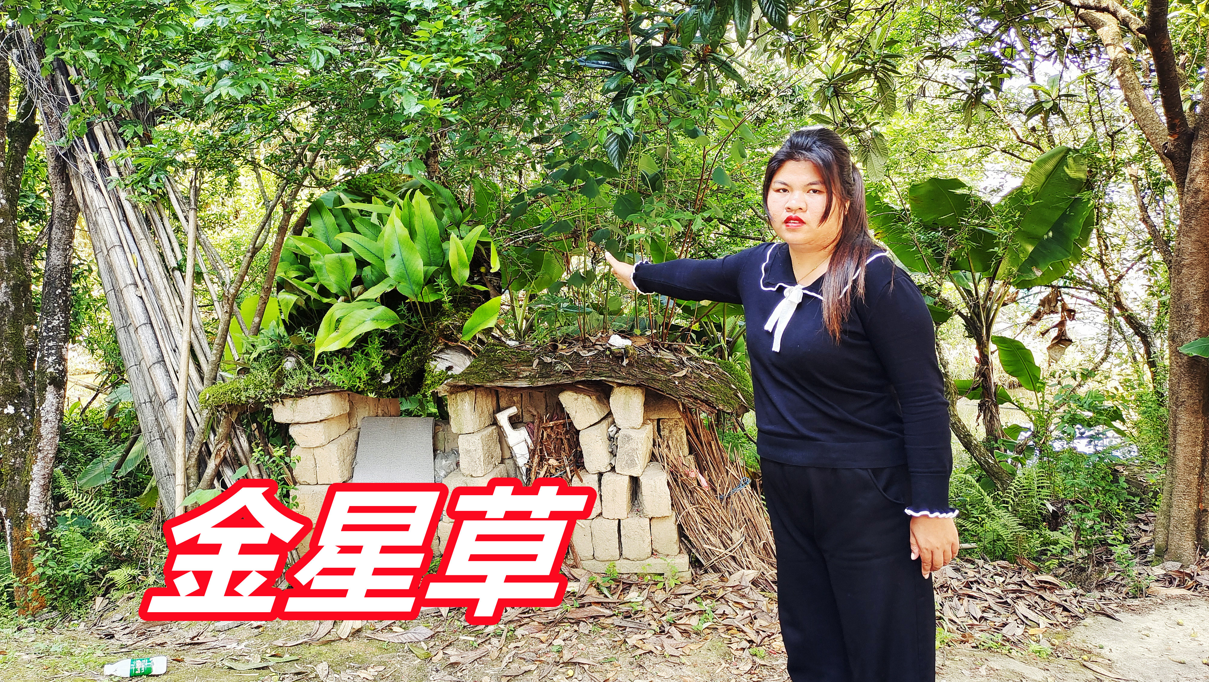 老中医花1200元收购“金星草”,我家门口就有一大片,您家乡有吗