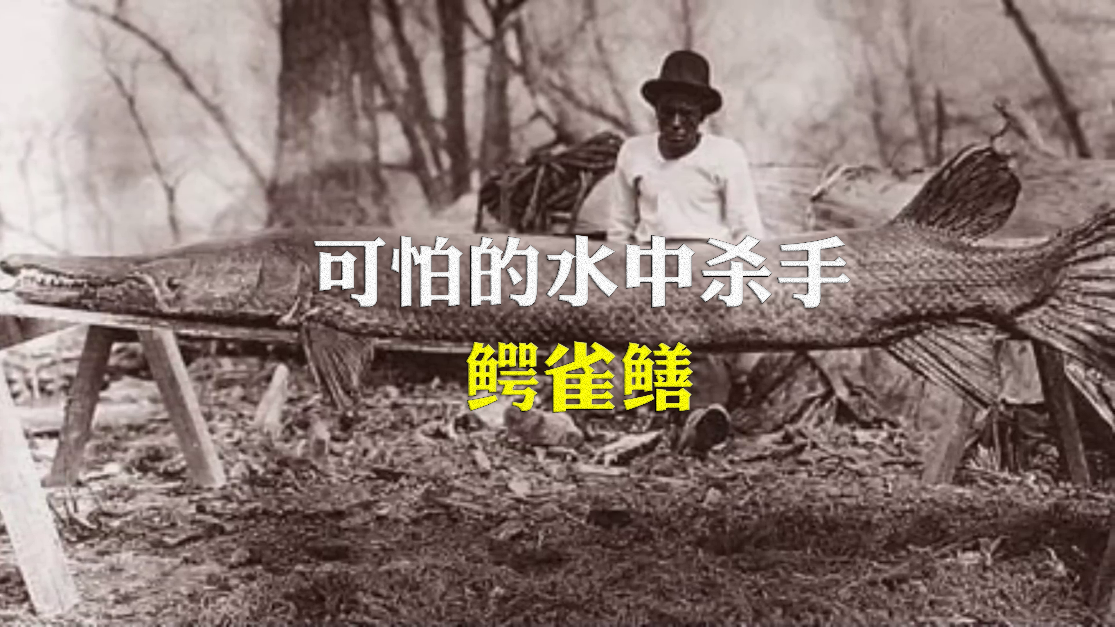 水中杀手—鳄雀鳝