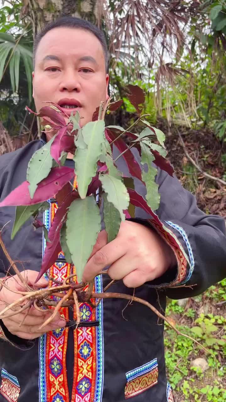 八爪金龙 别名 八爪根 过山龙 铁雨伞……-度小视