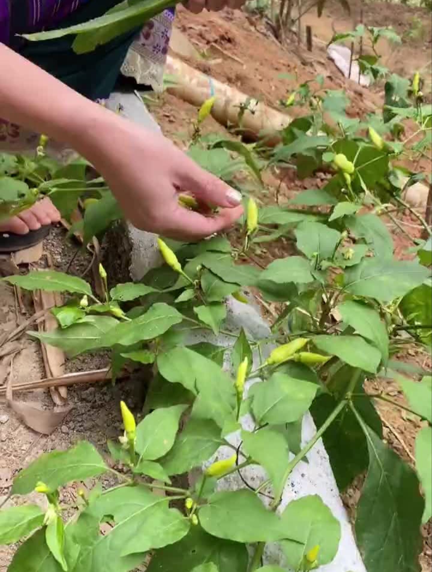 舌尖上的美食傣味黄焖江秋鱼一大锅快来吃