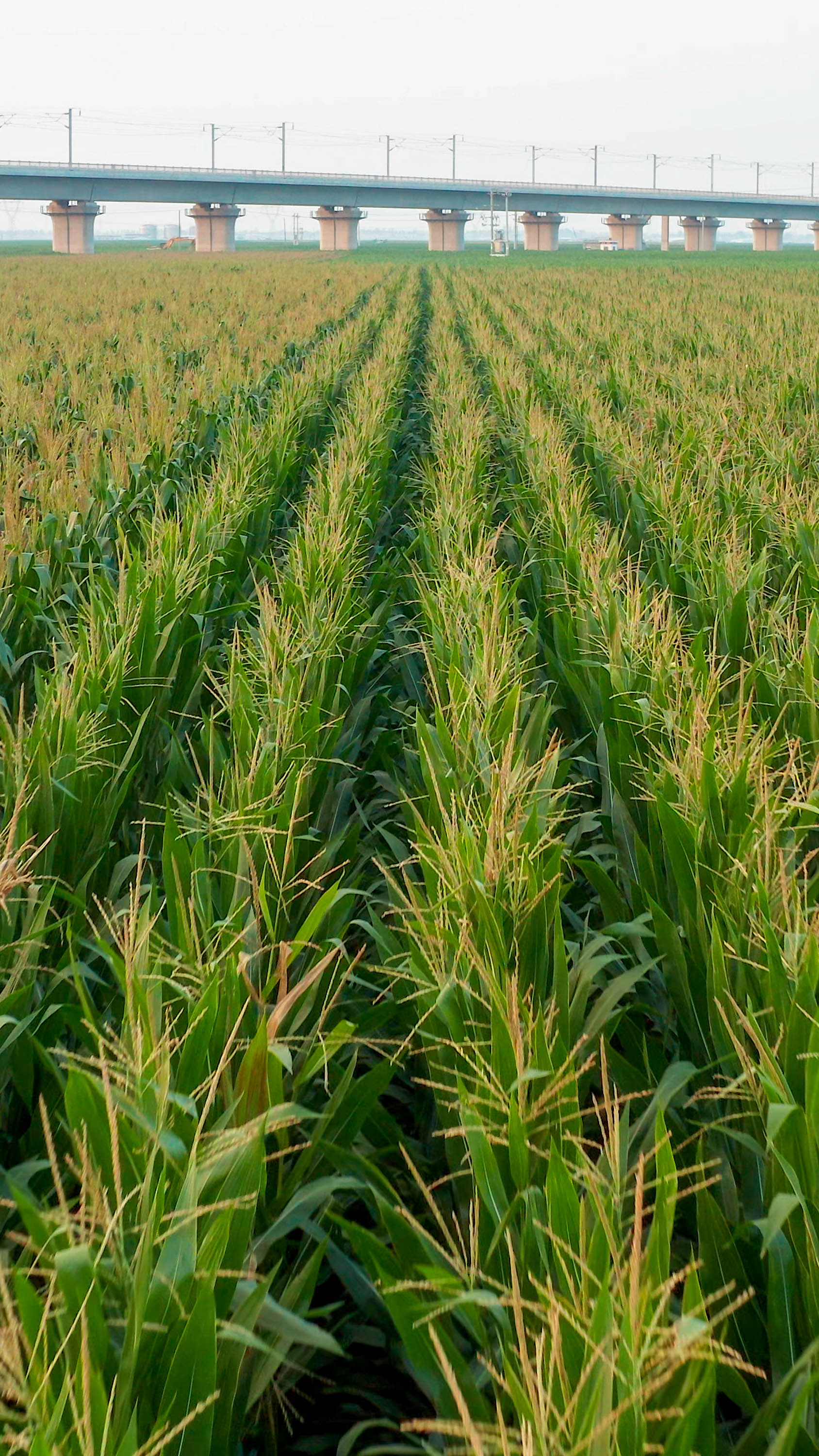 128万亩玉米一棵不倒家乡滑县发挥机械科技优势防治病虫害