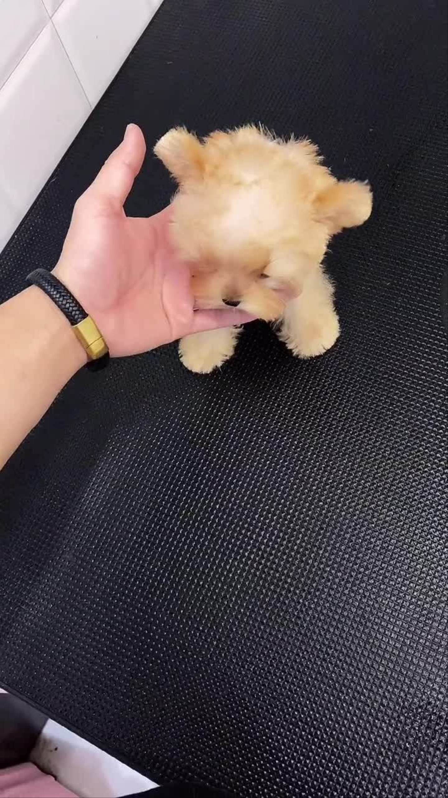 约克夏茶杯犬宠儿多的萌宠