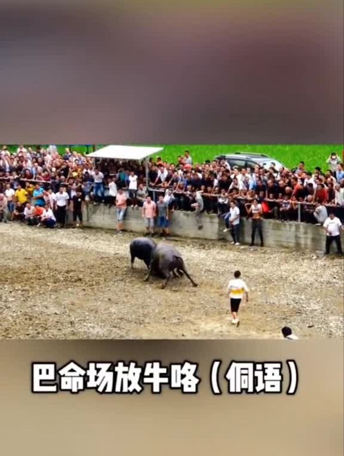 再次通知!今天贵州省荔波县甲良斗牛开始了-度小视