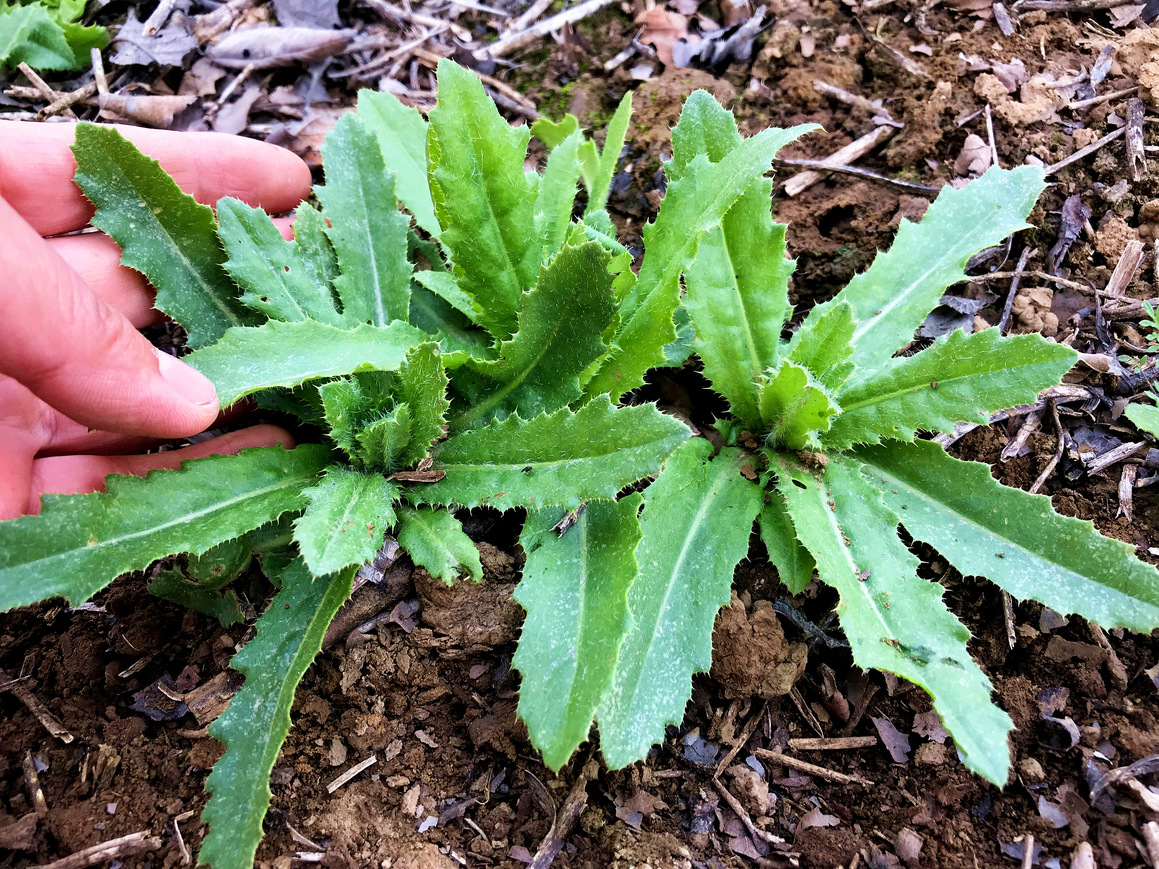 春天的刺儿菜是个宝,到底有啥好价值?今天终于找到答案了