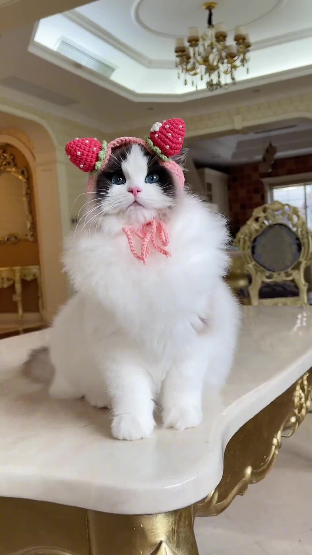 宝贝女孩布偶猫萌宠喵星人萌宠出道计划宠物猫猫咪