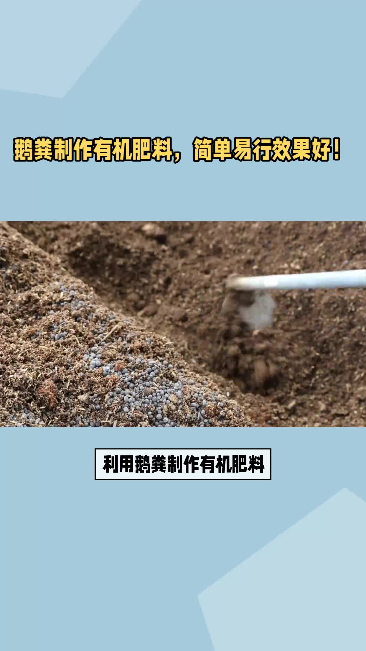 鵝糞製作有機肥料,簡單易行效果好!