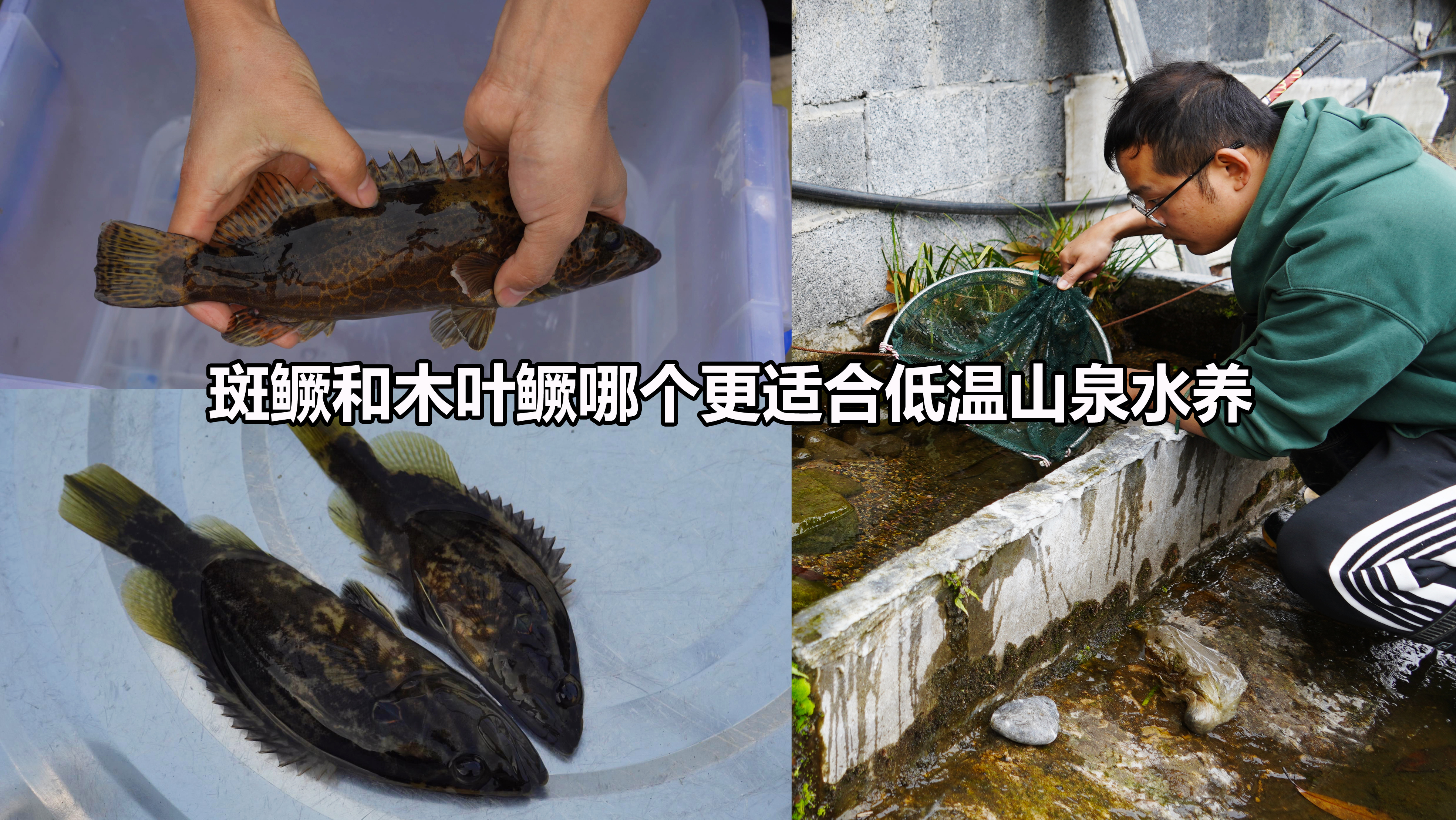 斑鳜和木叶鳜哪个更适合低温山泉水养？3个月等待，看下最后结果