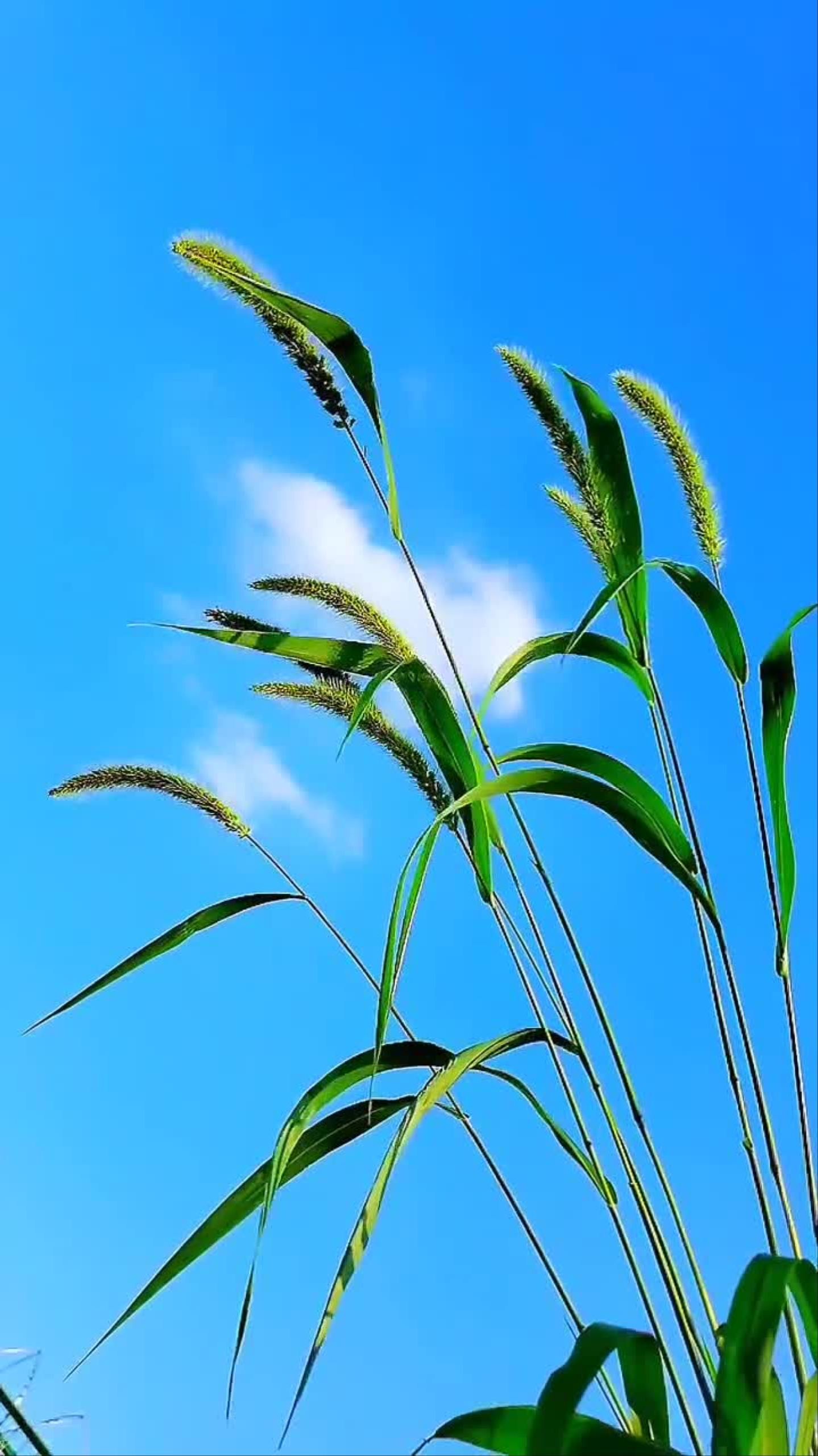 你自己亦是那一道独有的风景!狗尾巴草也很美