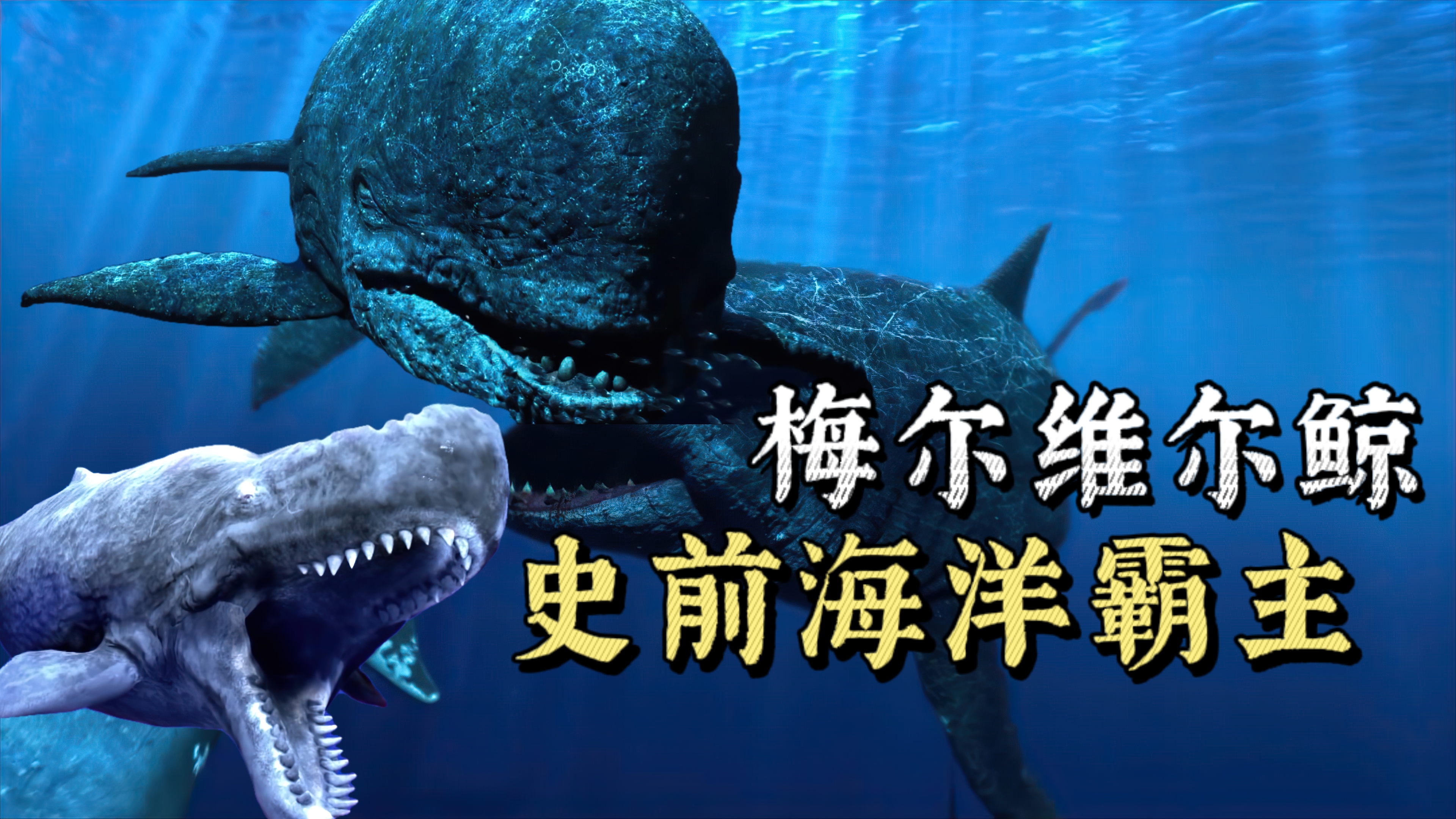 梅尔维尔鲸鱼与巨齿鲨同为顶级掠食者,他到底有多强悍?