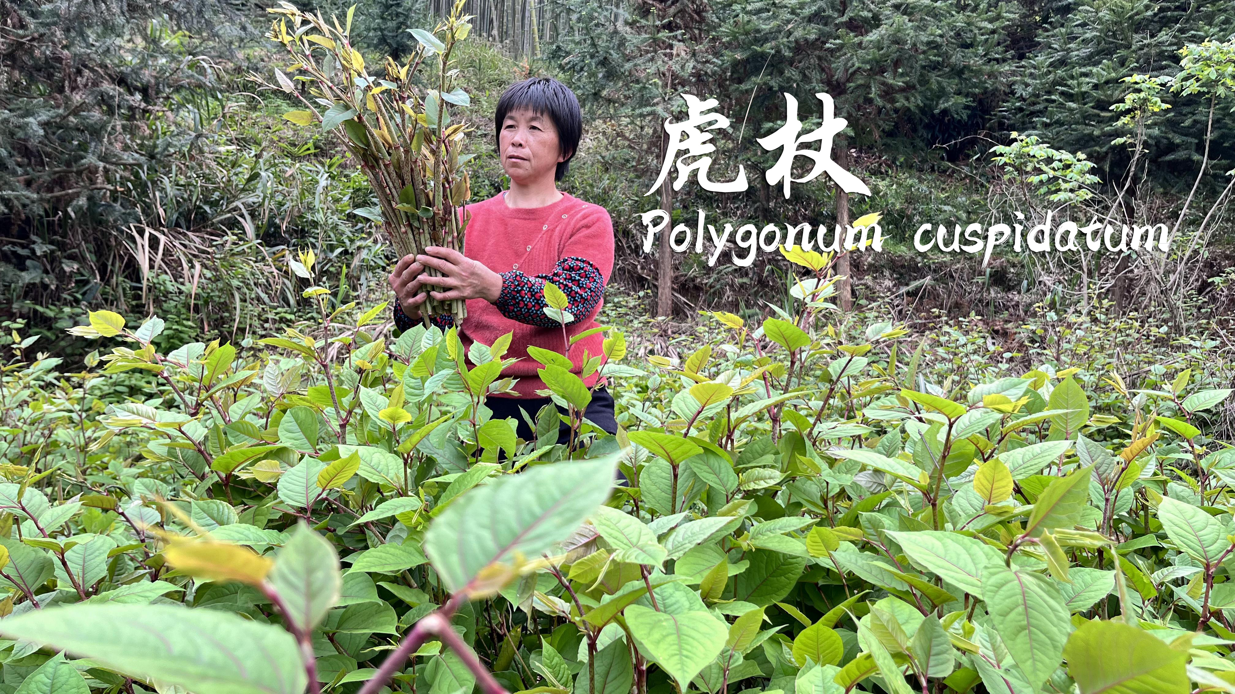 漫山遍野的虎杖,根茎叶都能吃,是中草药也是酸辣鲜嫩的美食!