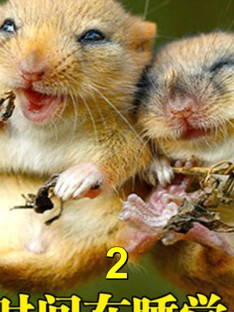 寿命5年,4年时间都是在睡觉的睡鼠,为何说它能在睡觉中饿死?