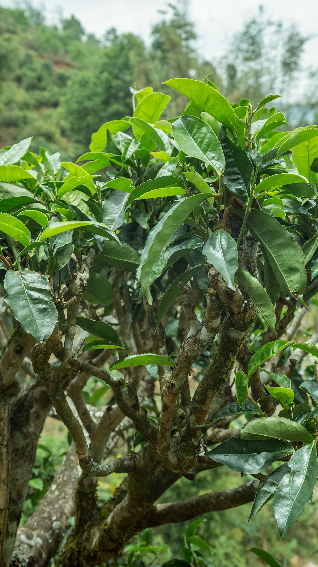 忙肺古树茶属哪个产区