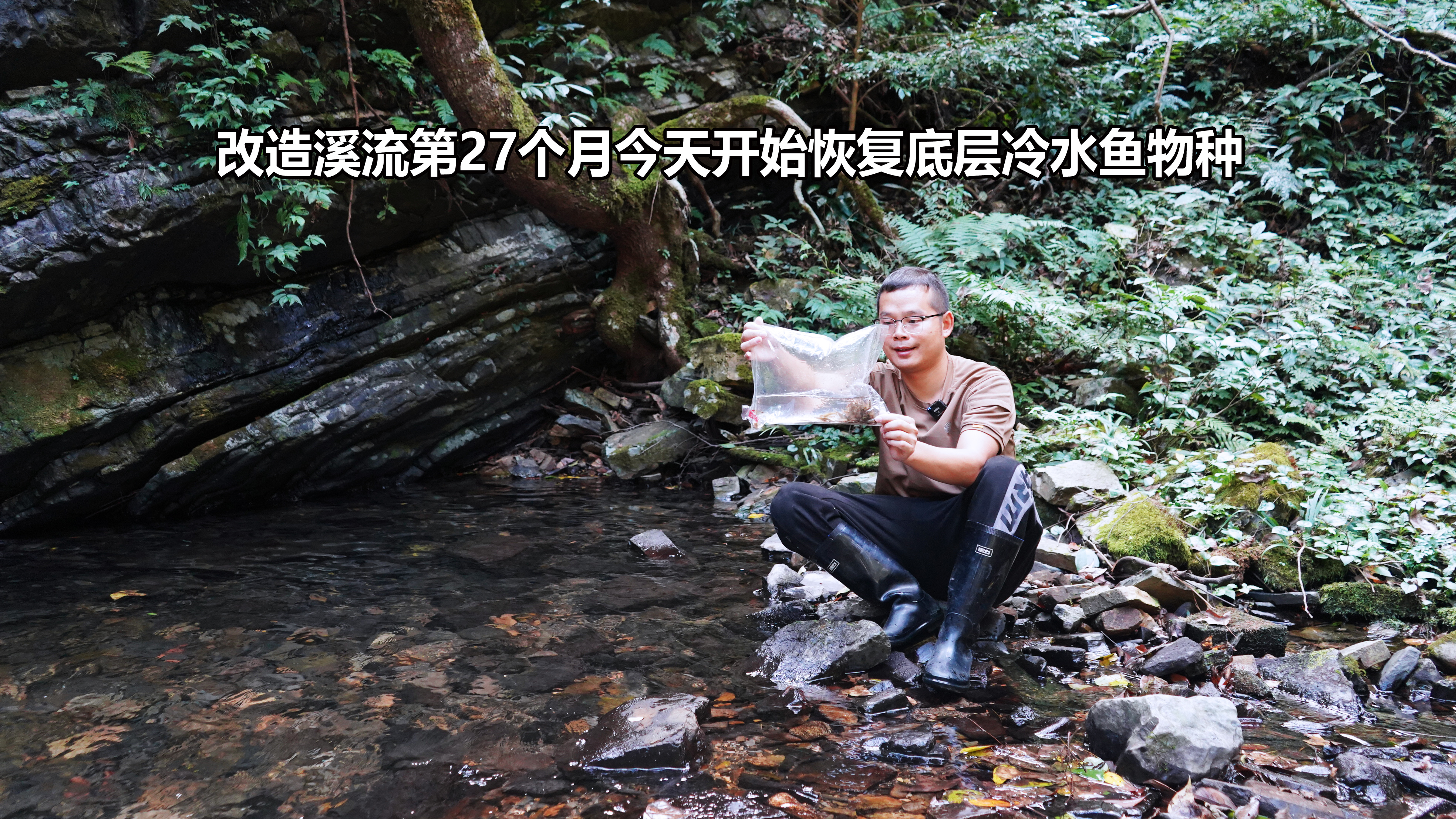 恢复深山溪流水生物种第27个月，今天开始恢复底层冷水鱼物种