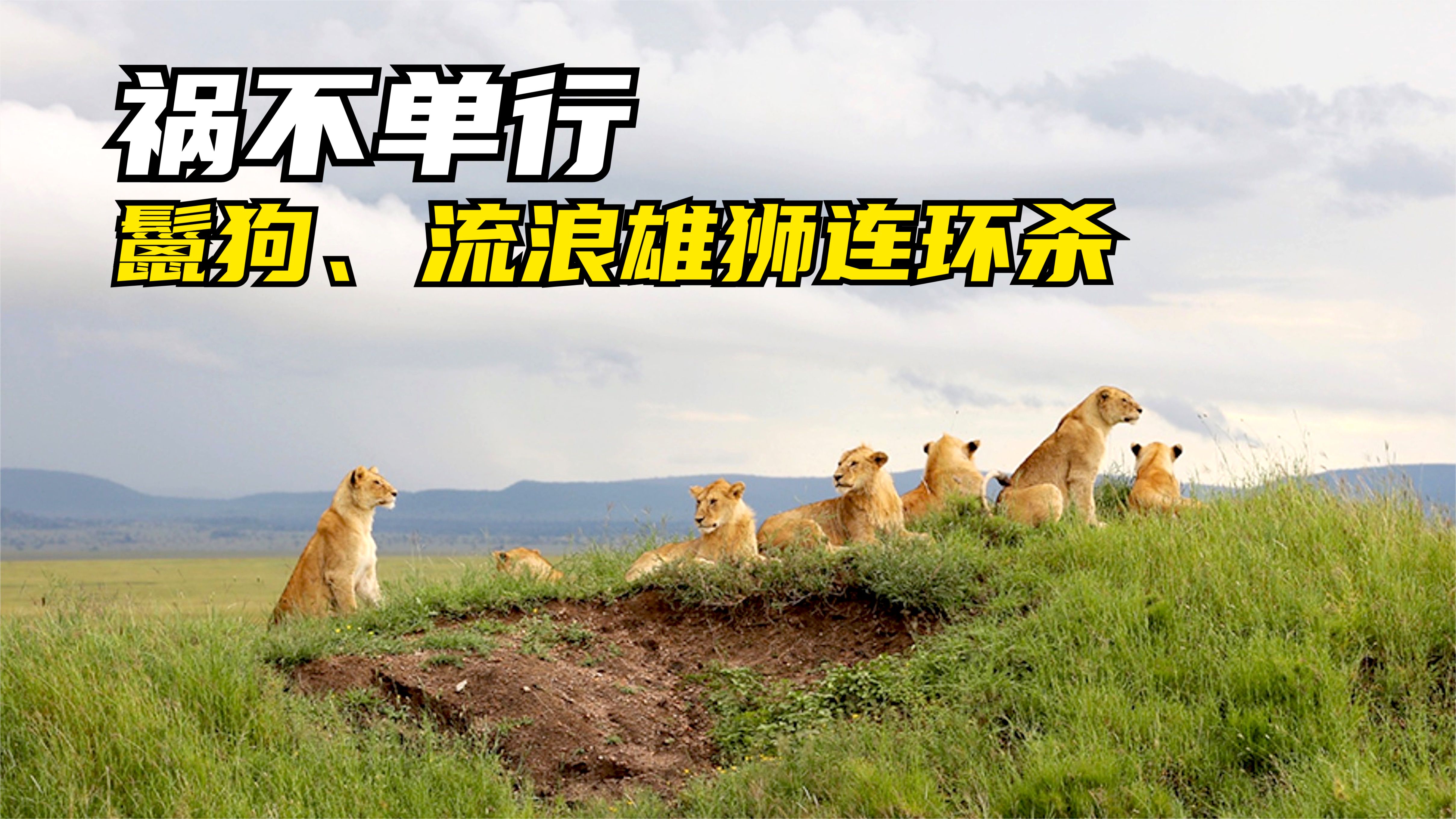 鬣狗咬死5只小狮子,狮群哀嚎30多天