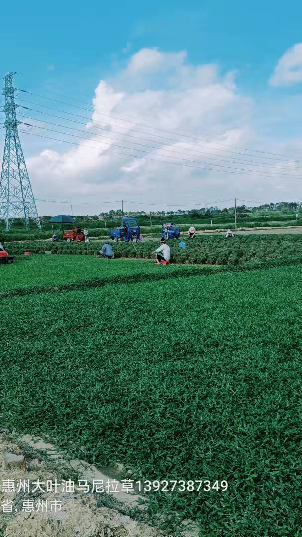 东莞大叶油草皮基地图片