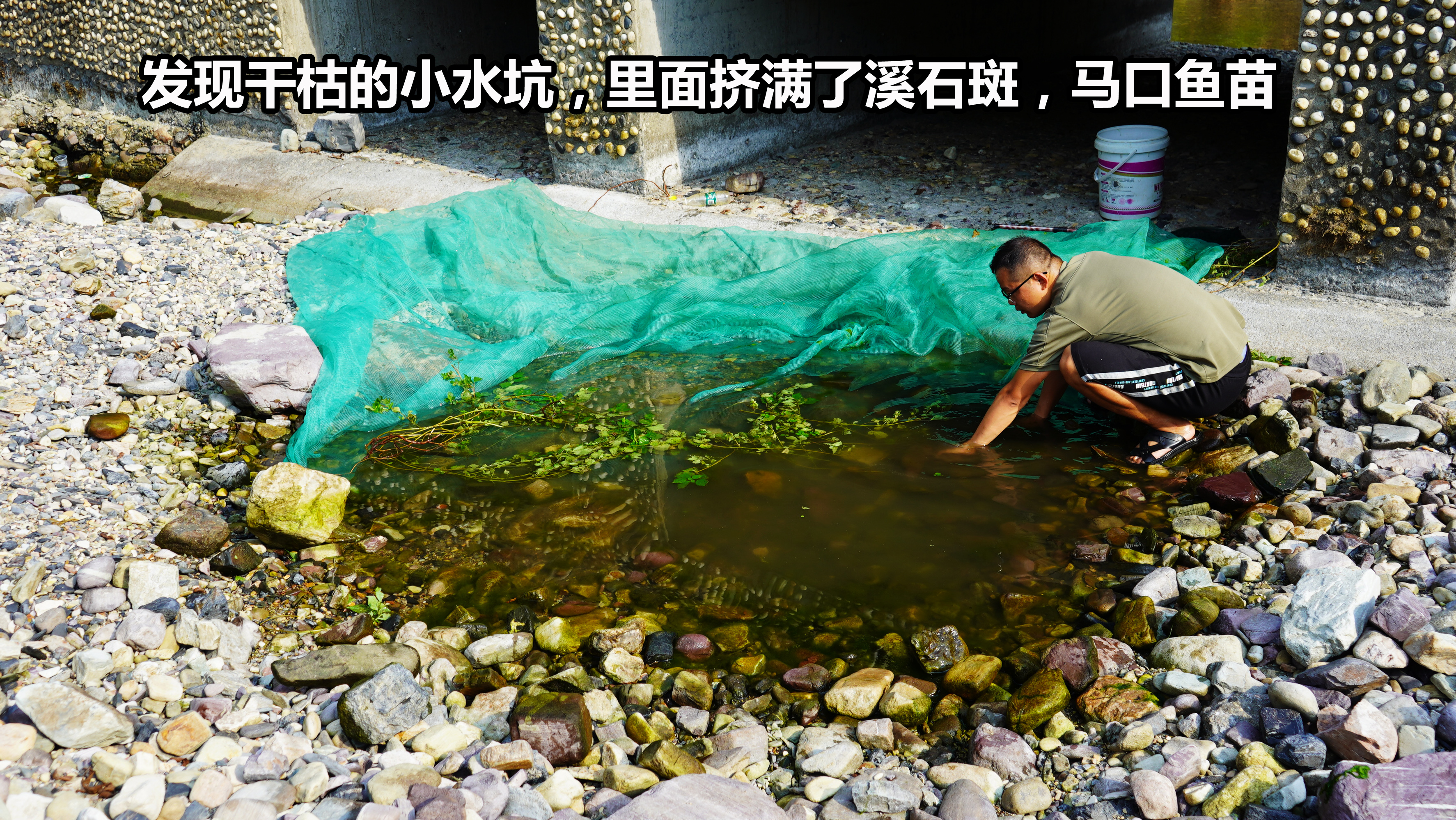 罕见的干旱溪水鱼无处躲藏,没想到这个不起眼的小水坑也能藏鳜鱼