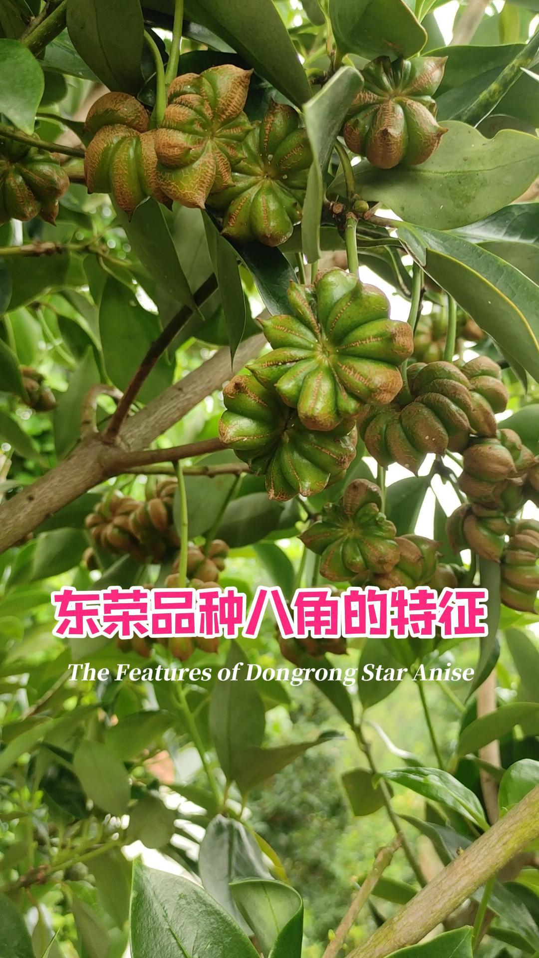 广西藤县东荣品种八角的特征果型大果肉厚