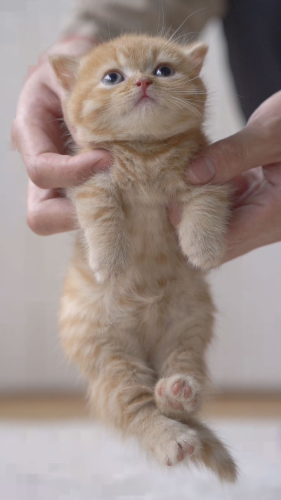 把猫这样举起来,腿伸直的都是傻瓜-度小视