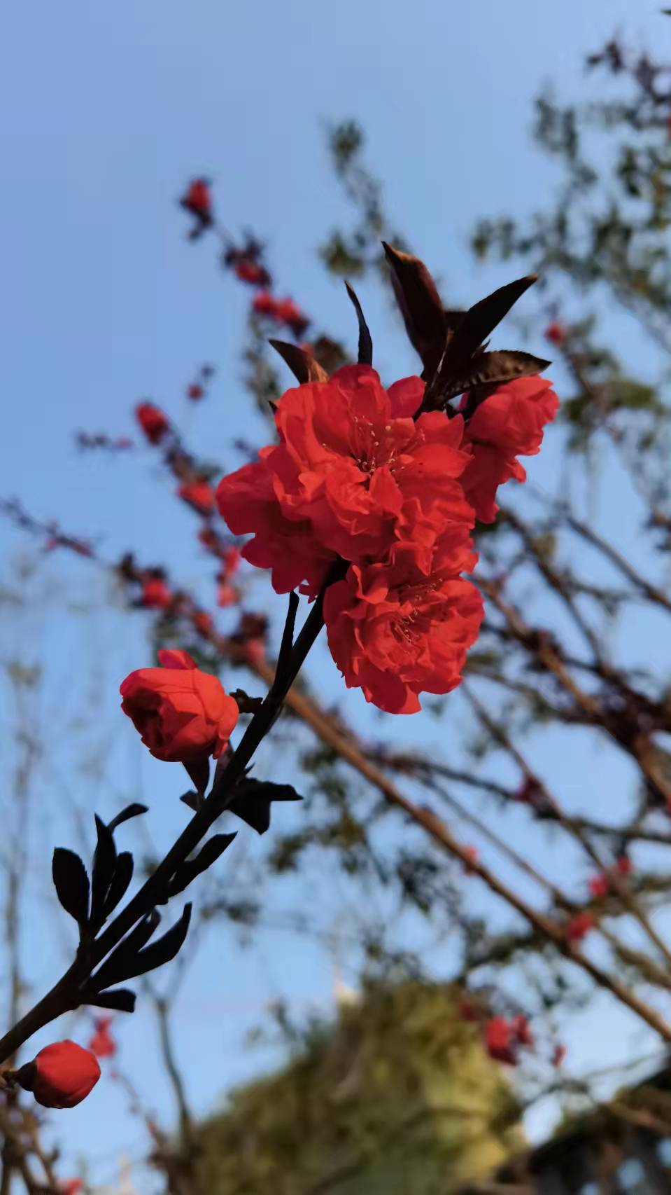 春芳四溢的浓浓春意——秀色可餐的春色