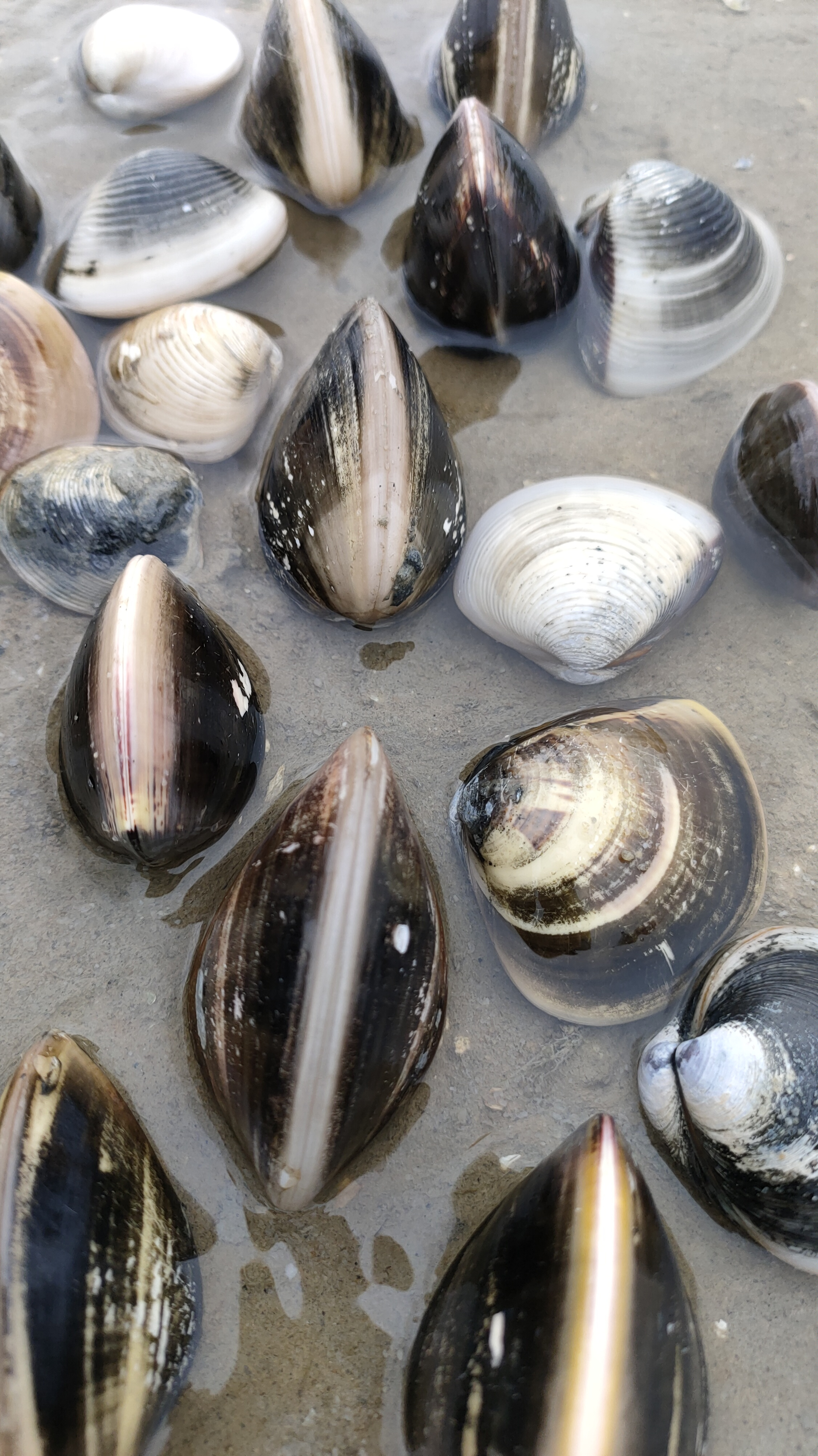 退潮了,沙滩海螺密密麻麻,小渔赶海挖爆桶