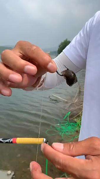 钓青鱼挂螺蛳小窍门