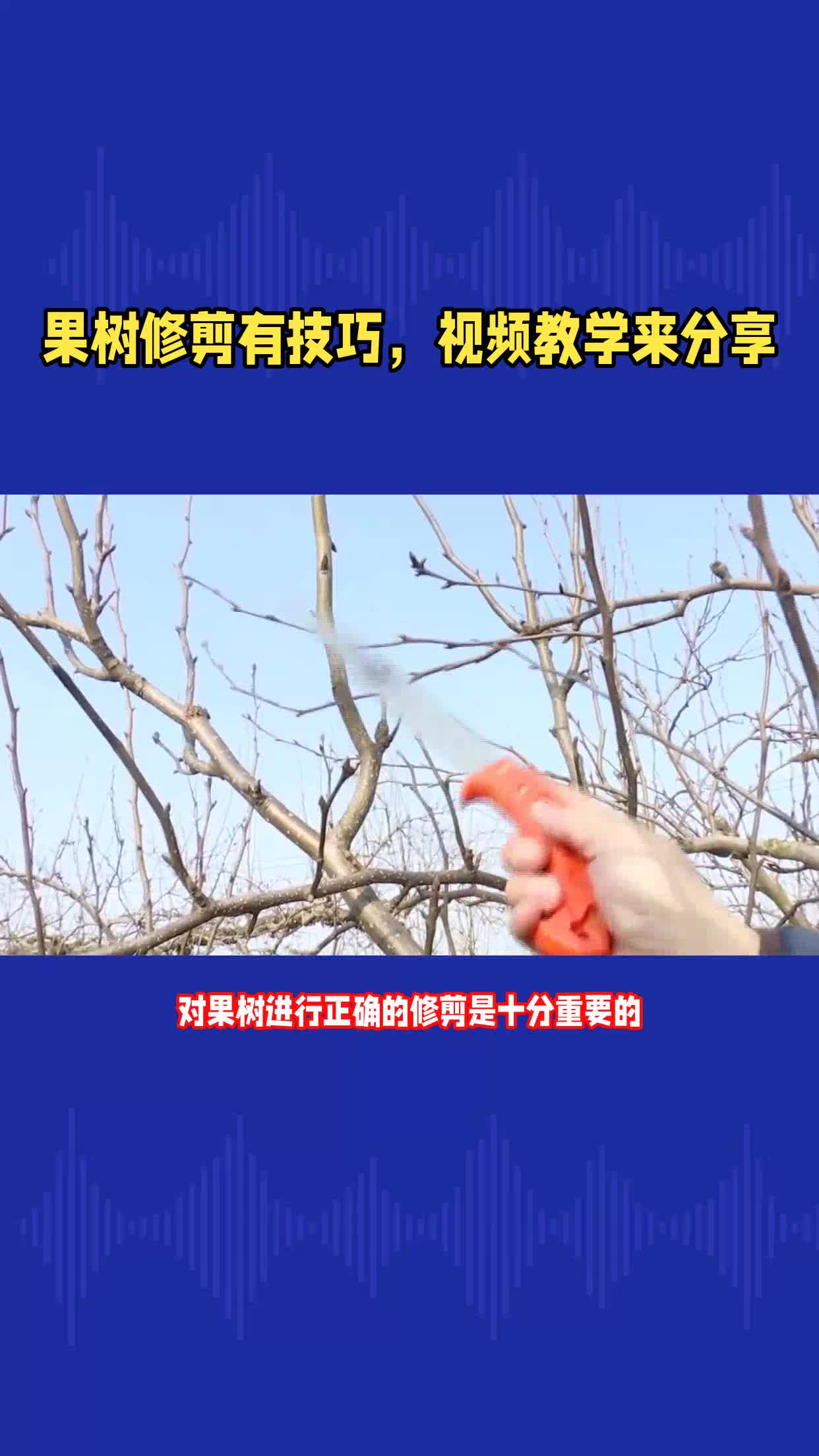 果树修剪有技巧,视频教学来分享