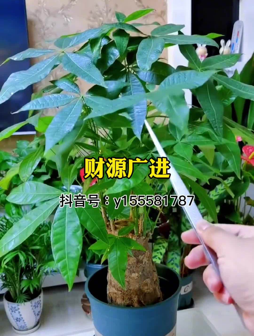 家里放什么植物才最好?分享十个!