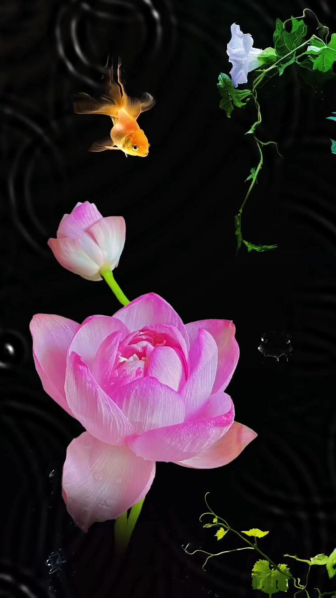 水本清澈无念人本善良为心心似莲花不染尘意如止水静无波