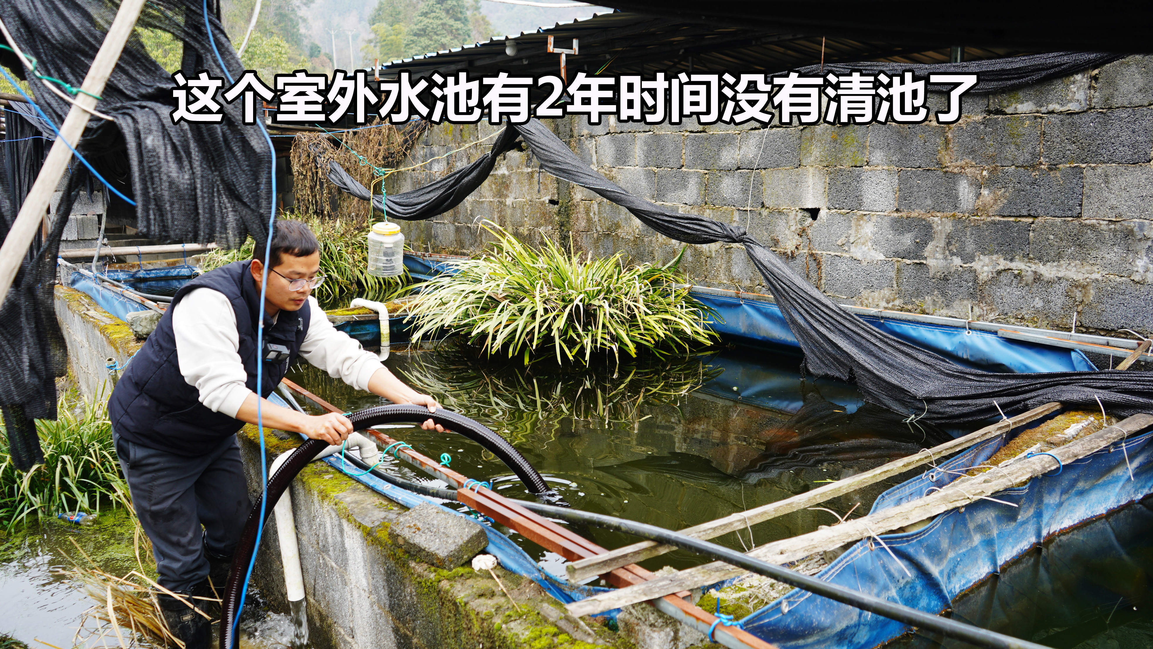 这个水池用黑光灯诱虫养鱼，有2年时间没看了，今天放水捉下鱼