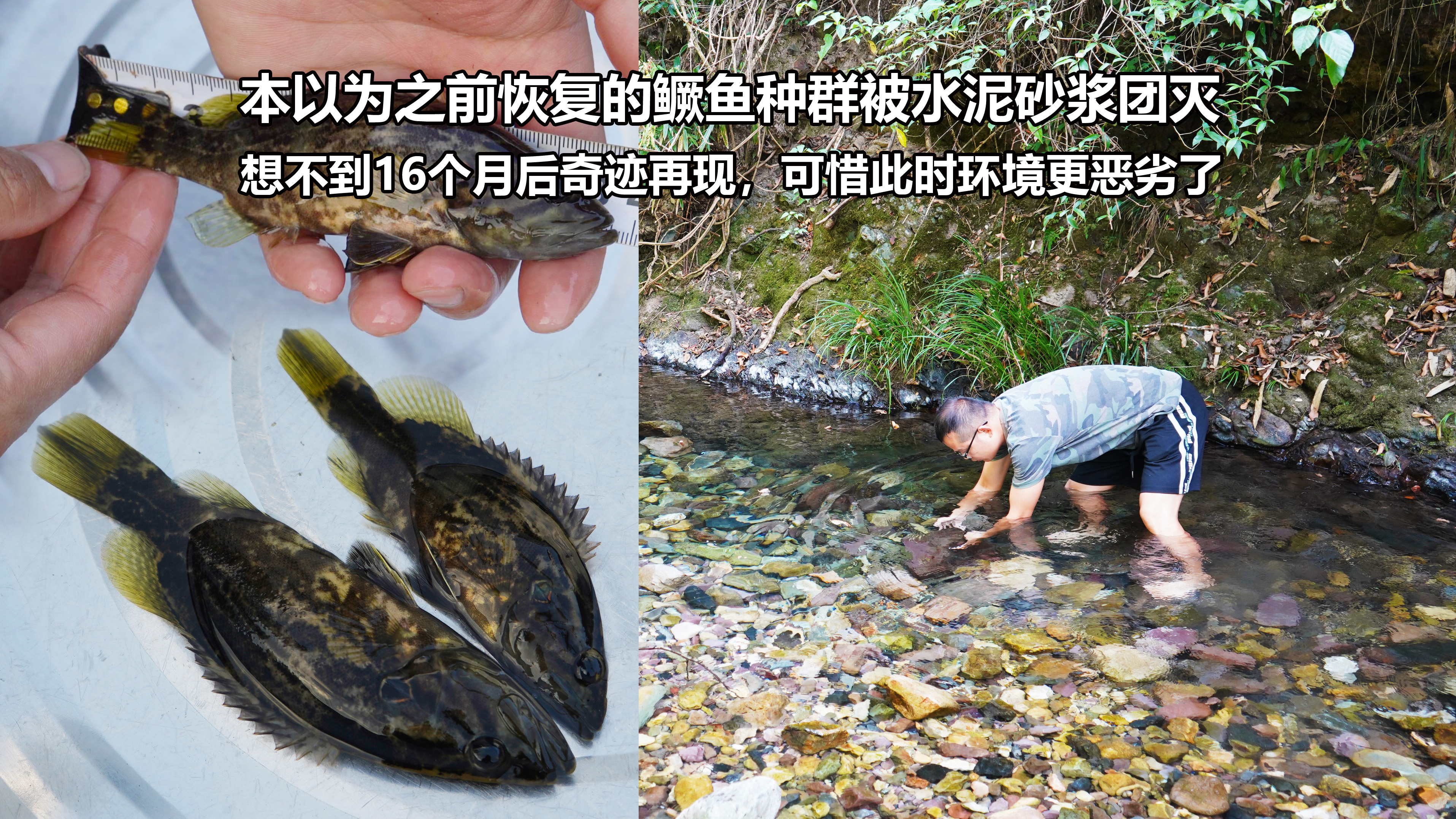 之前恢复的鳜鱼种群本以为被水泥浆团灭，想不到16个月后奇迹再现