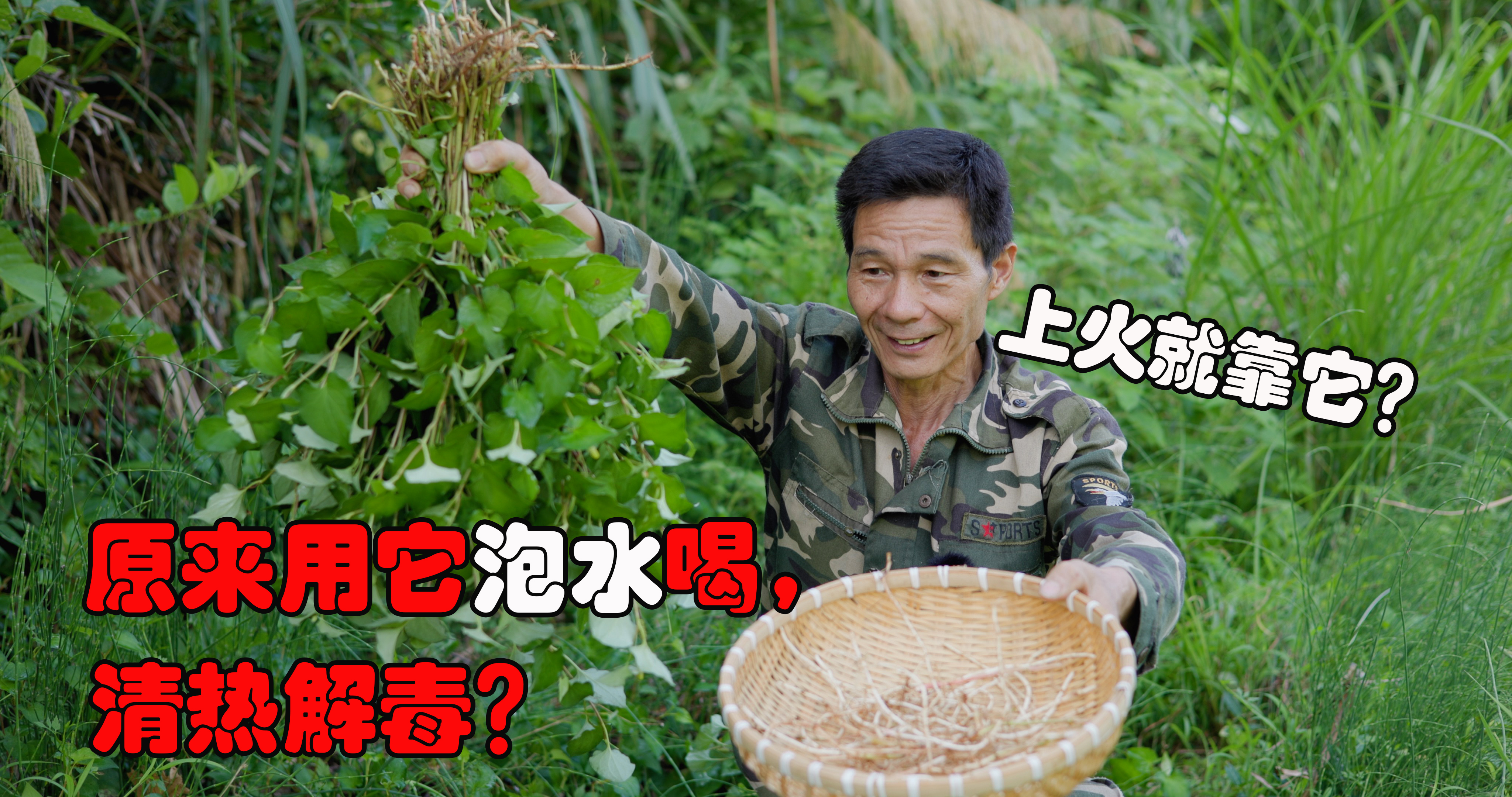 原来这才是鱼腥草的厉害之处!晒干后当茶泡水喝,很多人却不知道