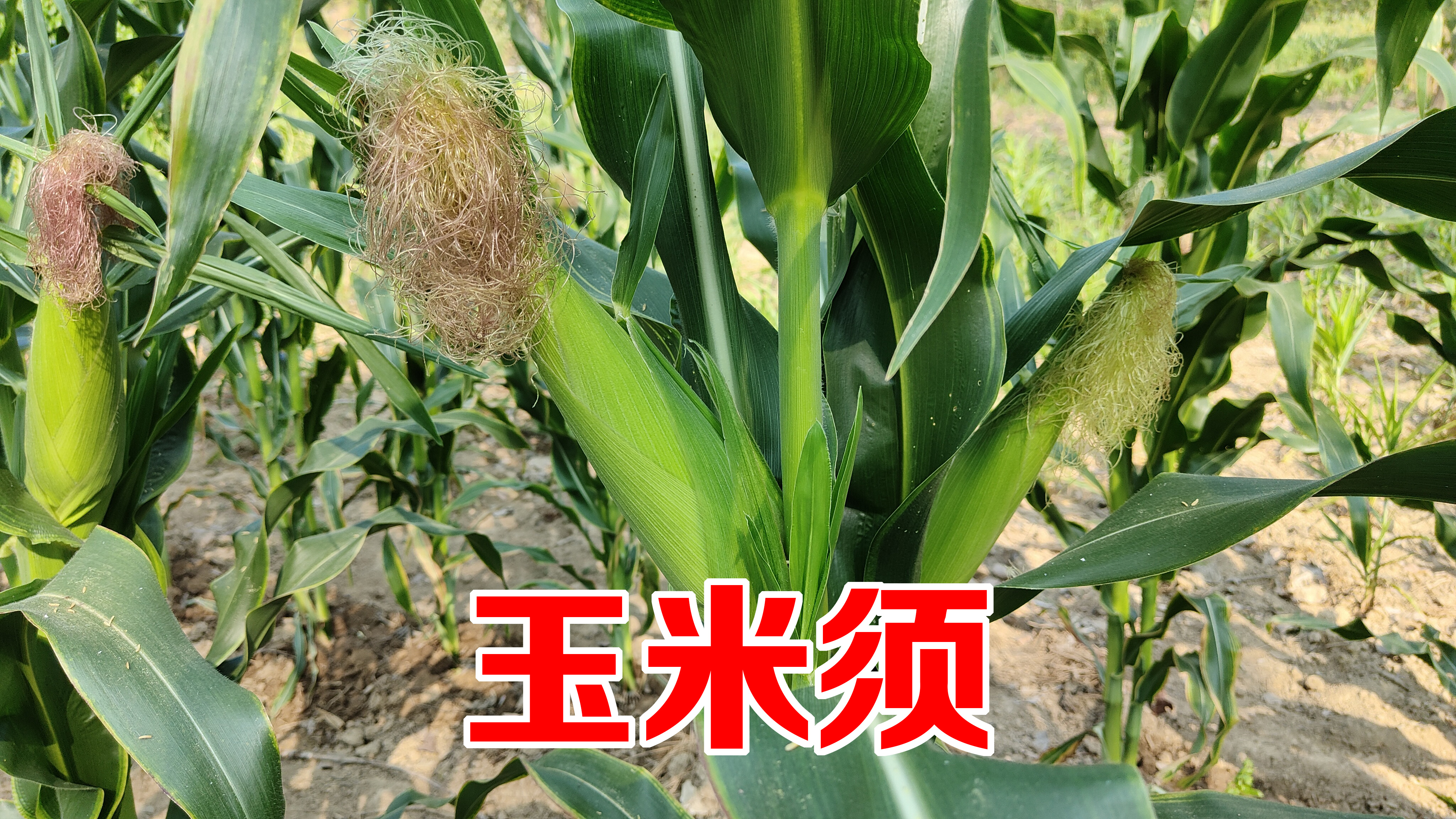 玉米须别再扔掉了，用来煮水有3大妙用，解决了不少人的烦恼