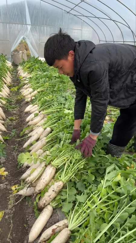 白萝卜种植农业种植-度小视
