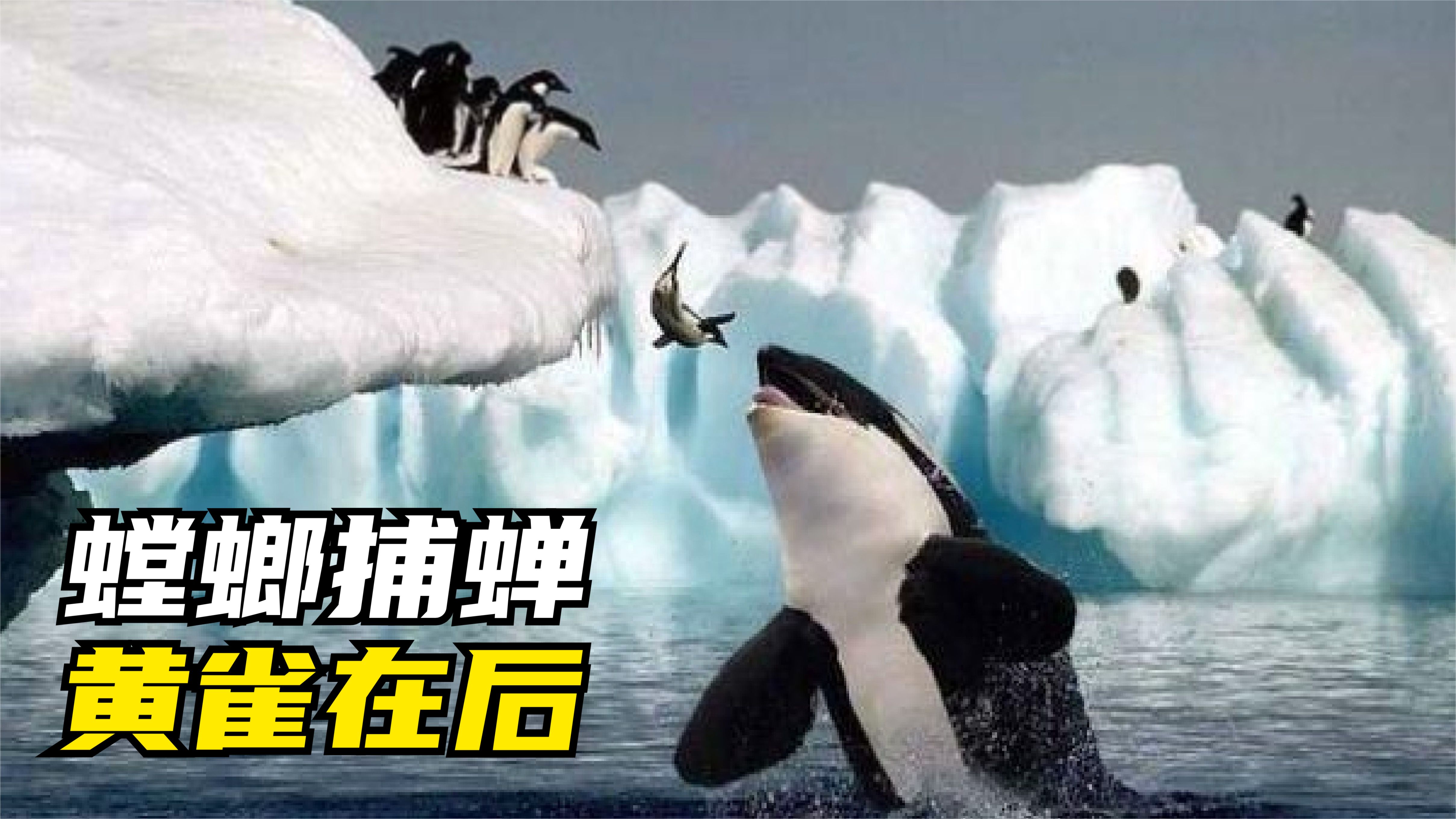 虎鲸猎杀企鹅,场面全程揪心!