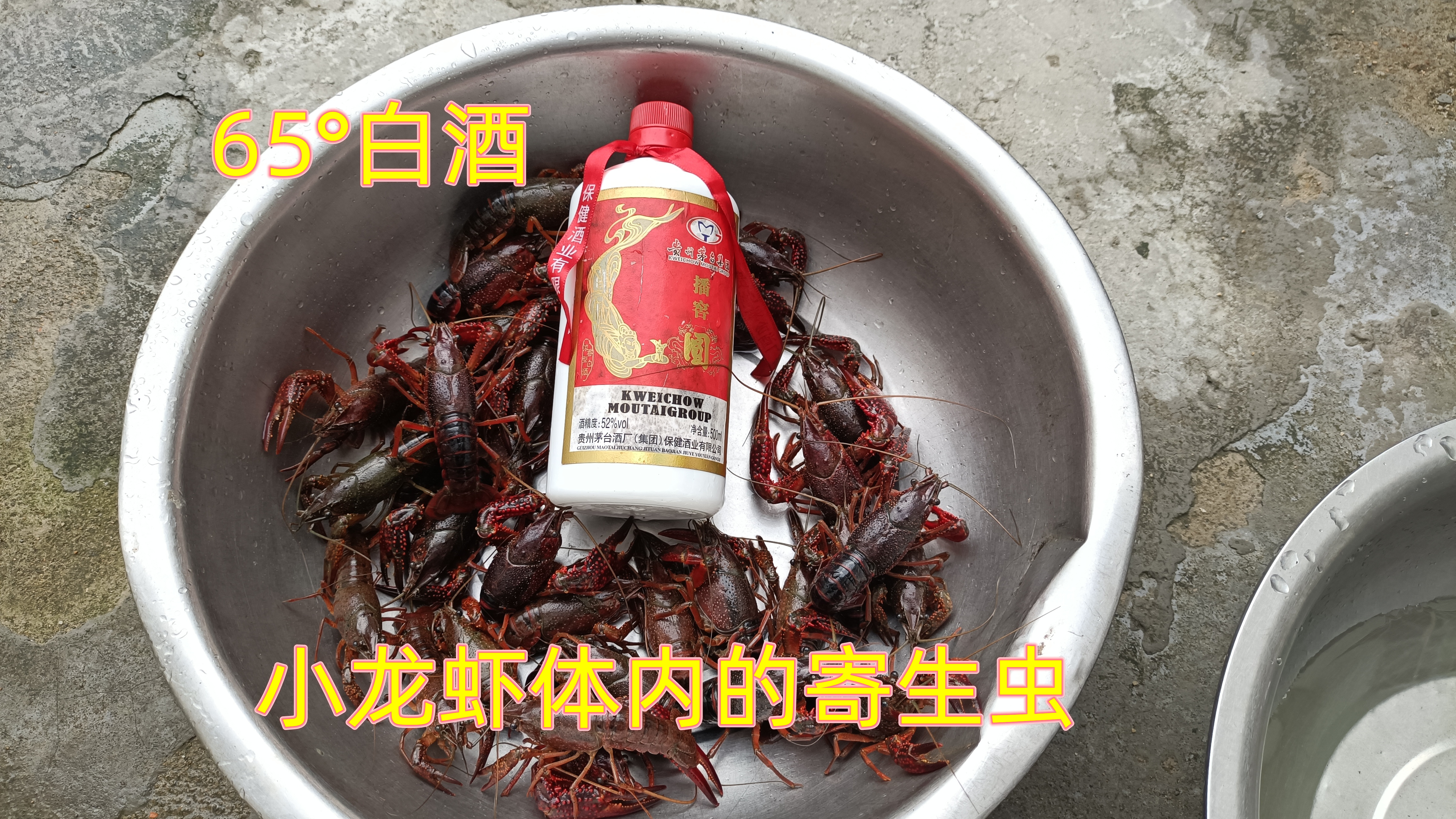 寄生虫你见过吗?小龙虾放入65度白酒中,三分钟后发生可怕的一幕