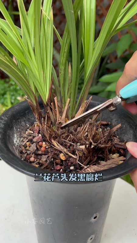 兰花芦头发黑腐烂,叶片大量枯萎,怎么办?