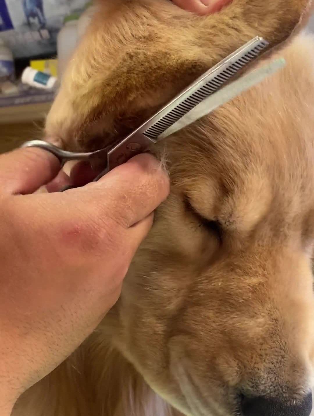 金毛美容耳部修剪金毛美容