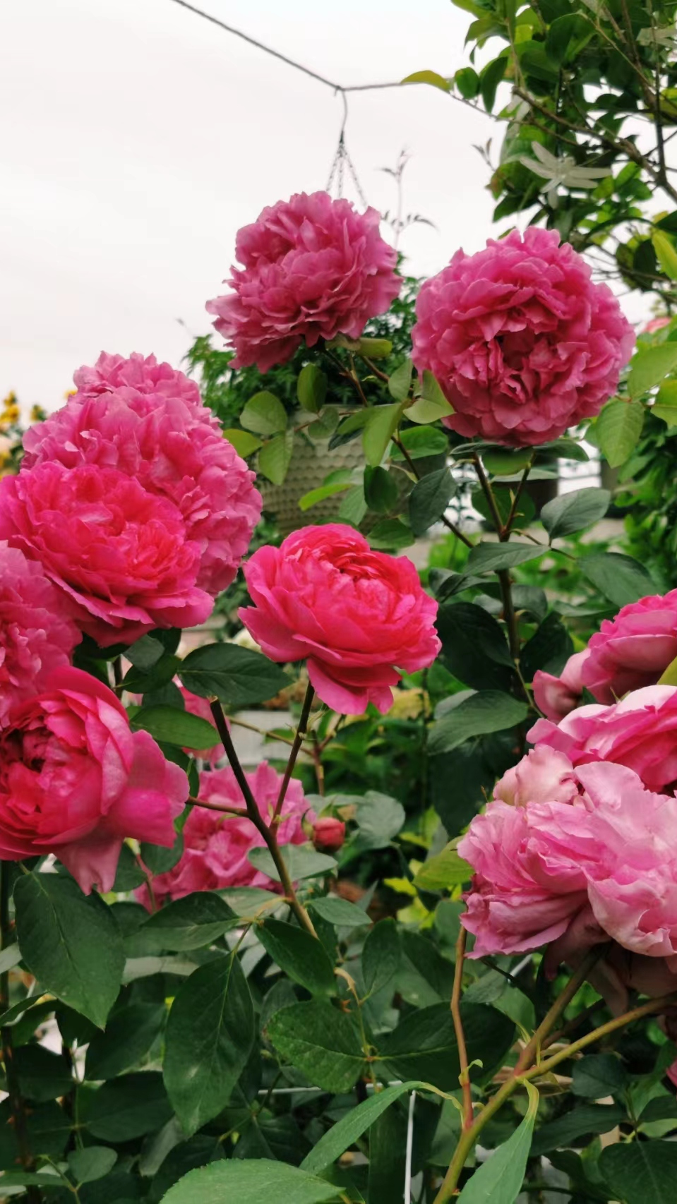 母亲节,送给妈妈的月季"胭脂香水"-度小视