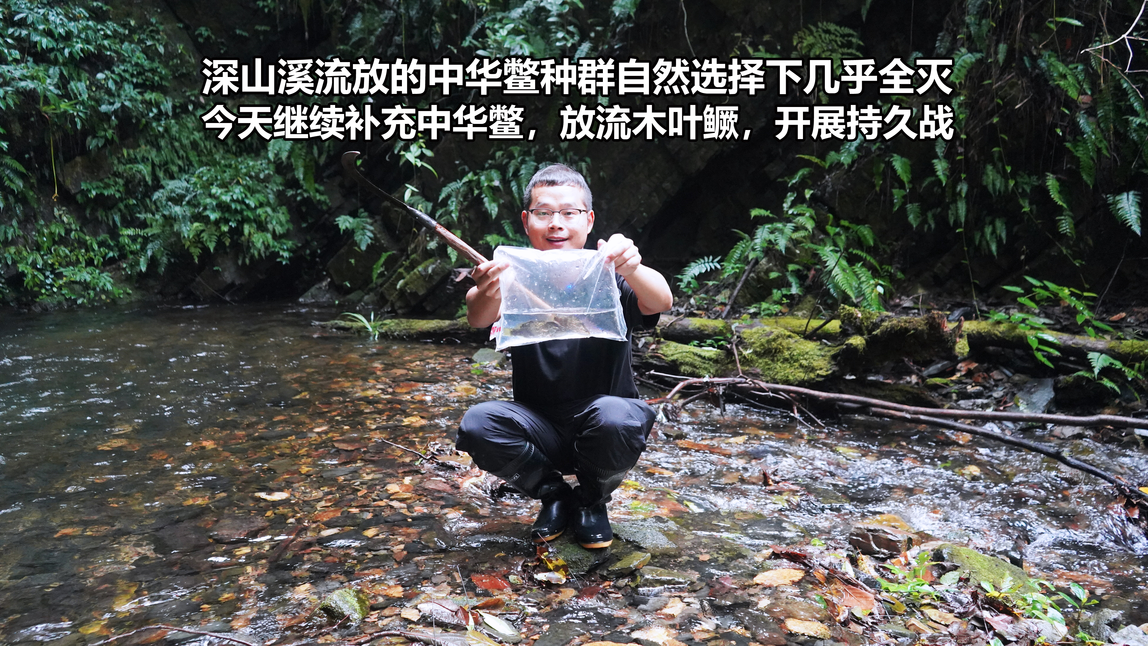 放流的中华鳖种群几乎全灭,今天继续并放流木叶鳜,这真是持久战