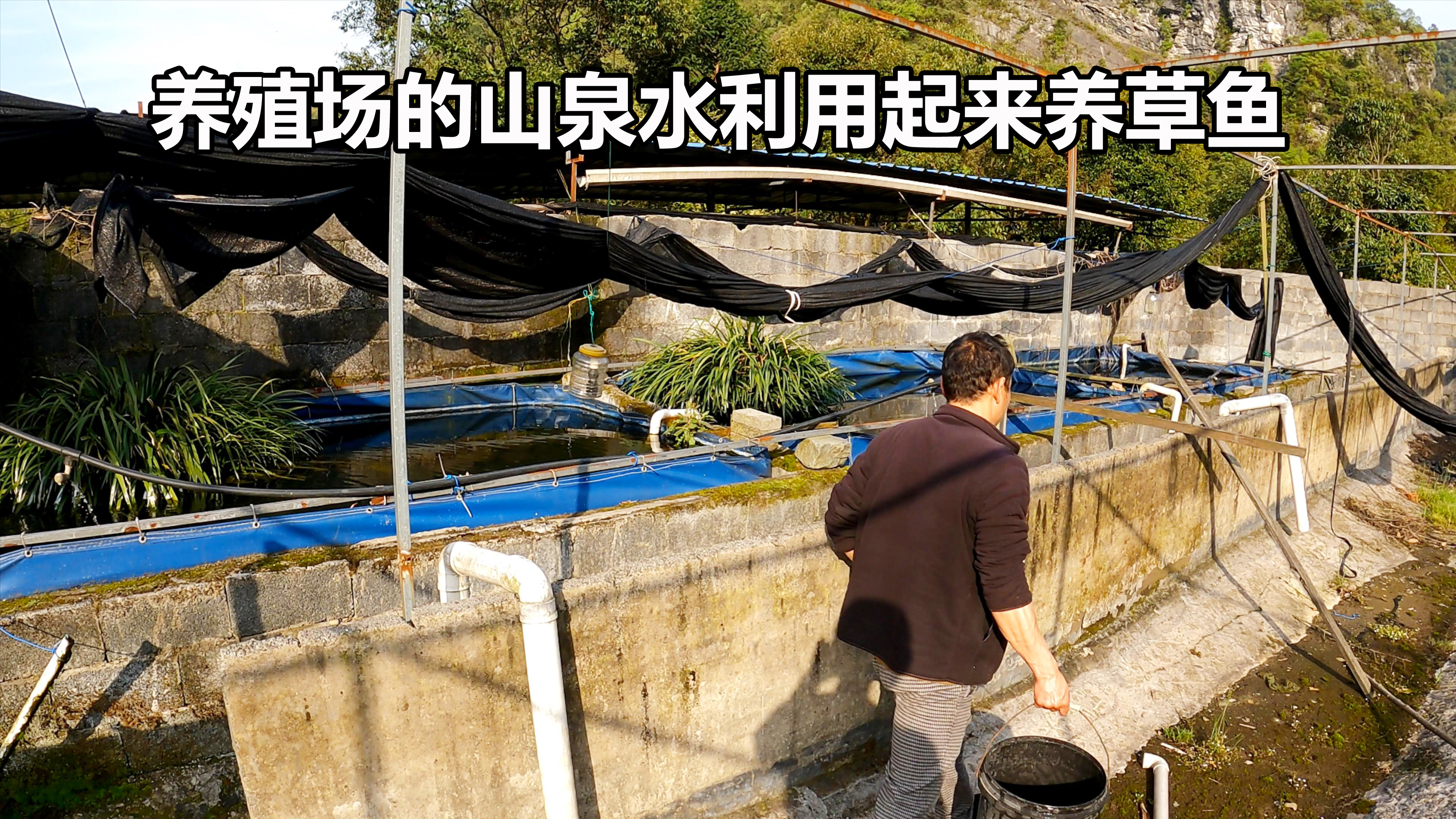 养殖场的山泉水浪费了很可惜,交给舅舅打理养草鱼,期待年底收获