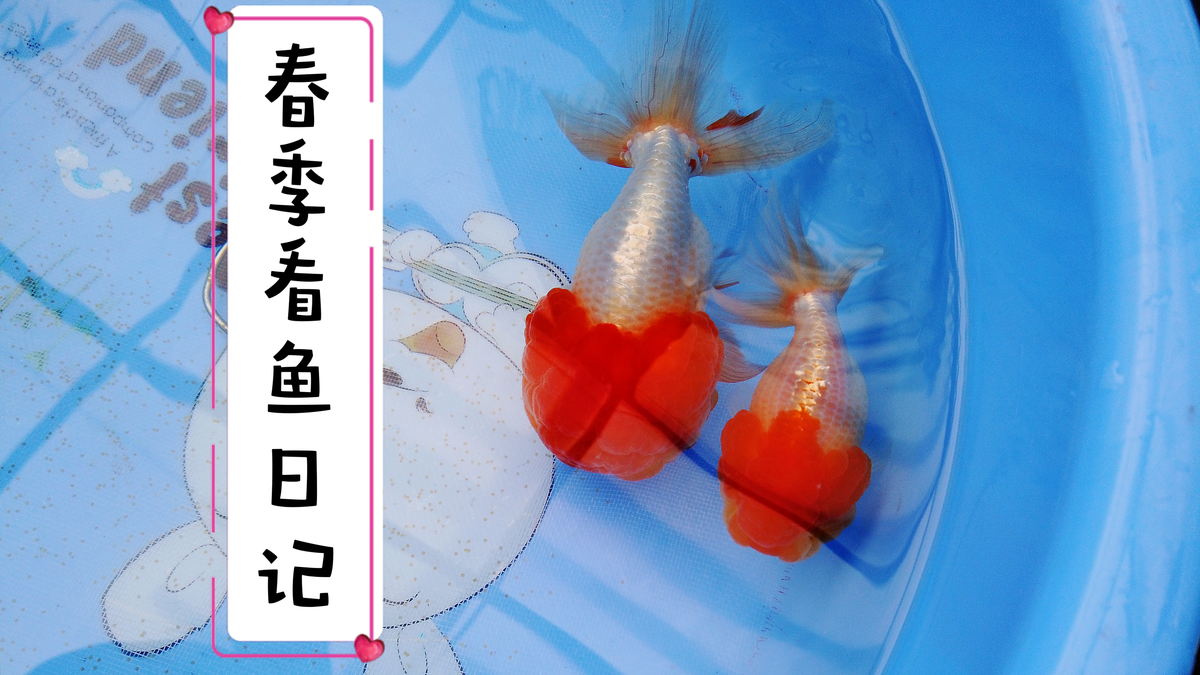 街坊大爷酷爱养金鱼,自己培育繁殖,外面见不到的独特美丽品种!