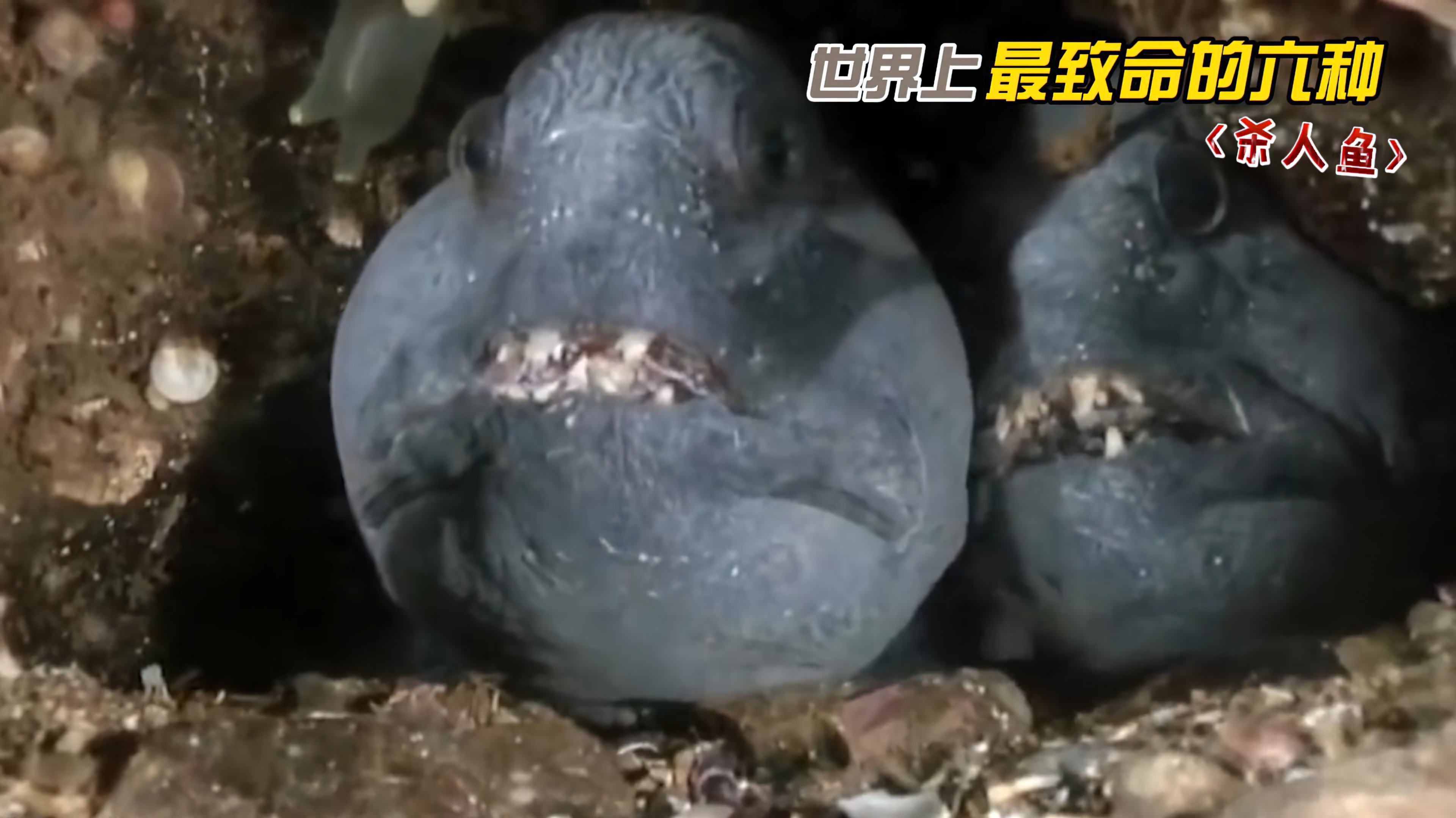 世界上最危险六种鱼类,凶狠残忍,第二名堪称吸血鬼!