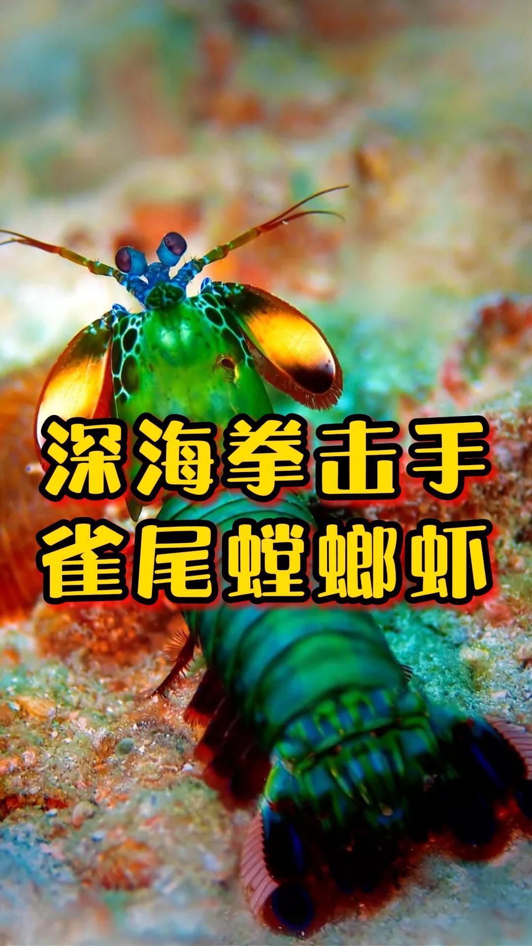 深海拳击手雀尾螳螂虾打拳速度和子弹一样快